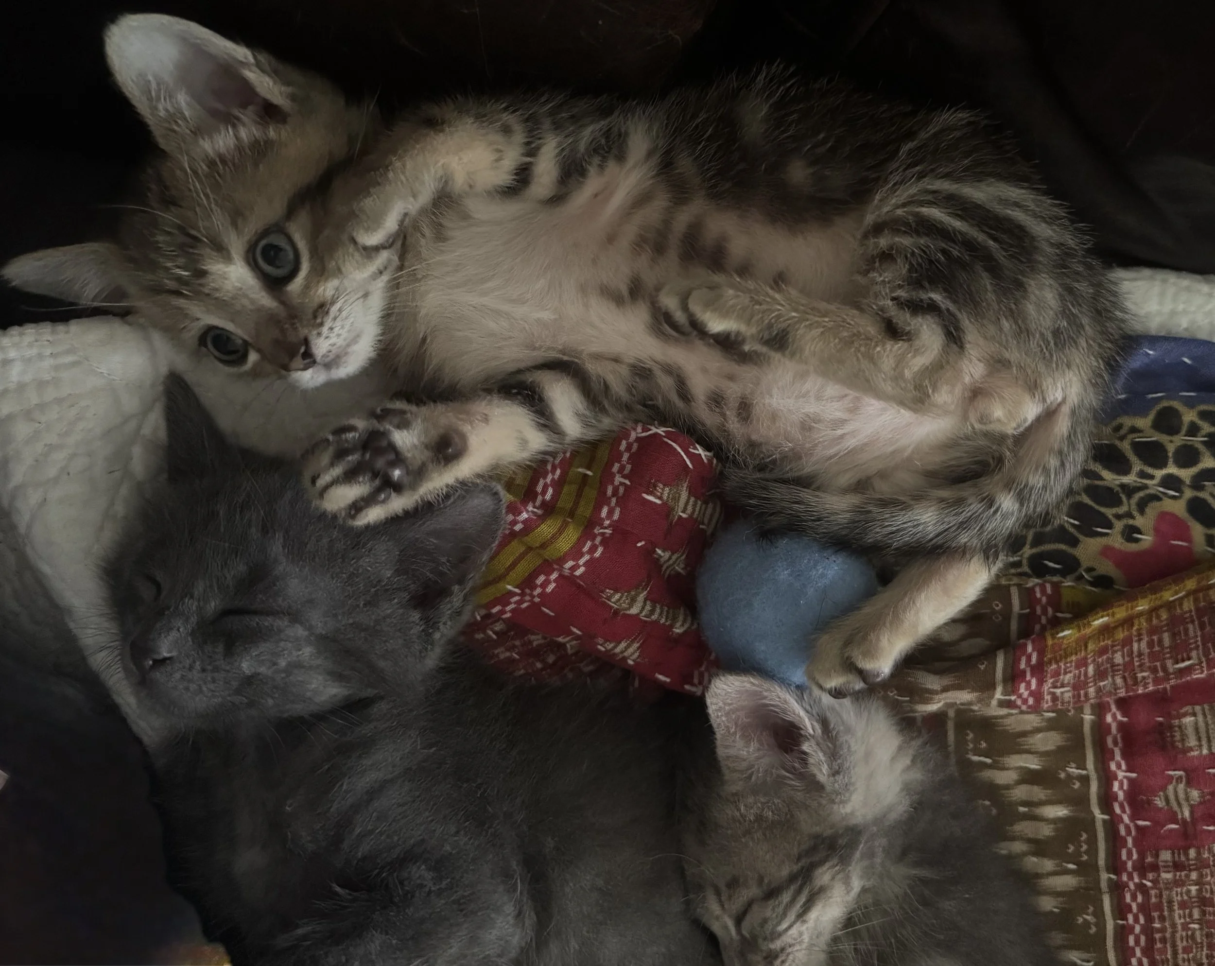 three kittens cuddling