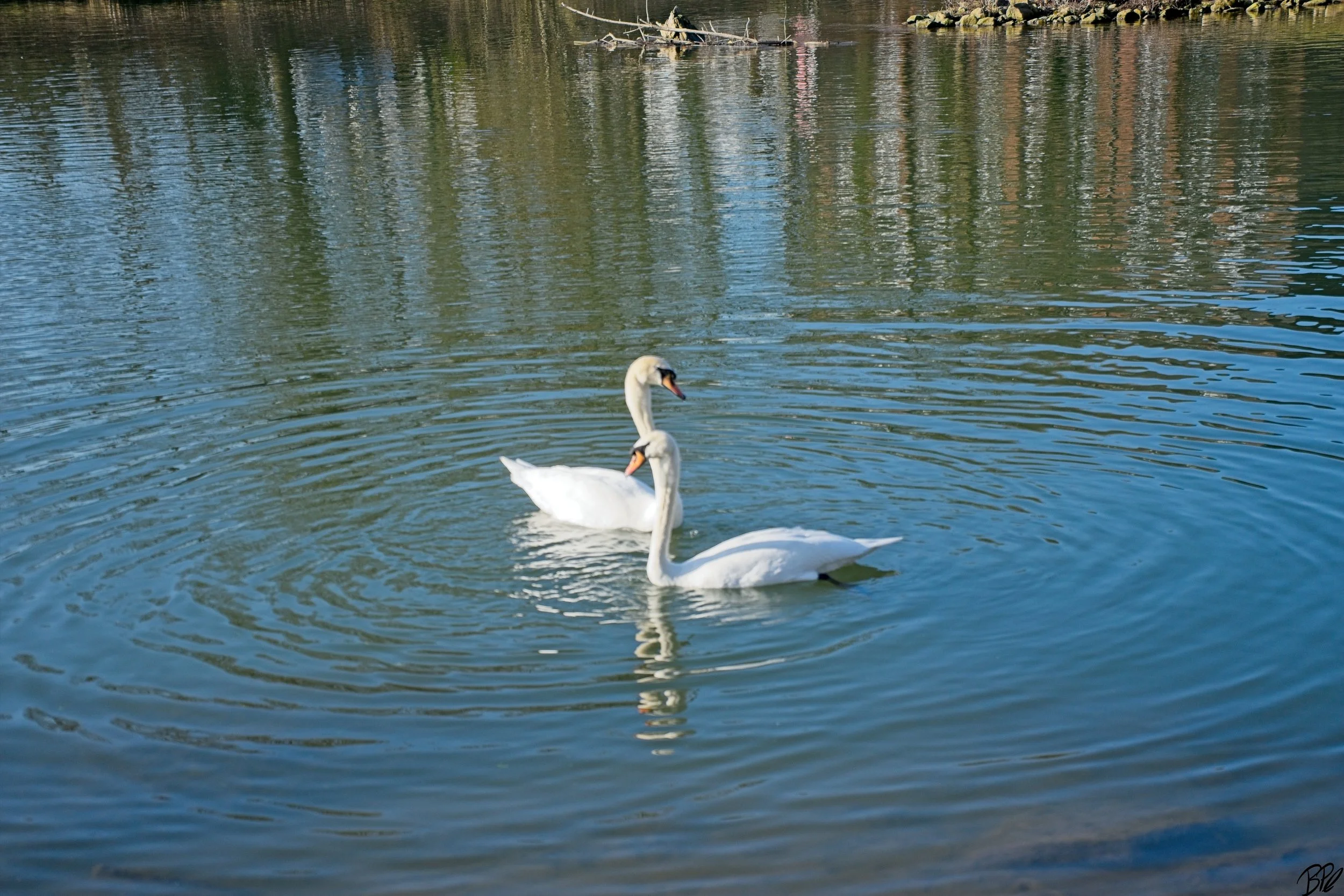 DSC00355.jpg