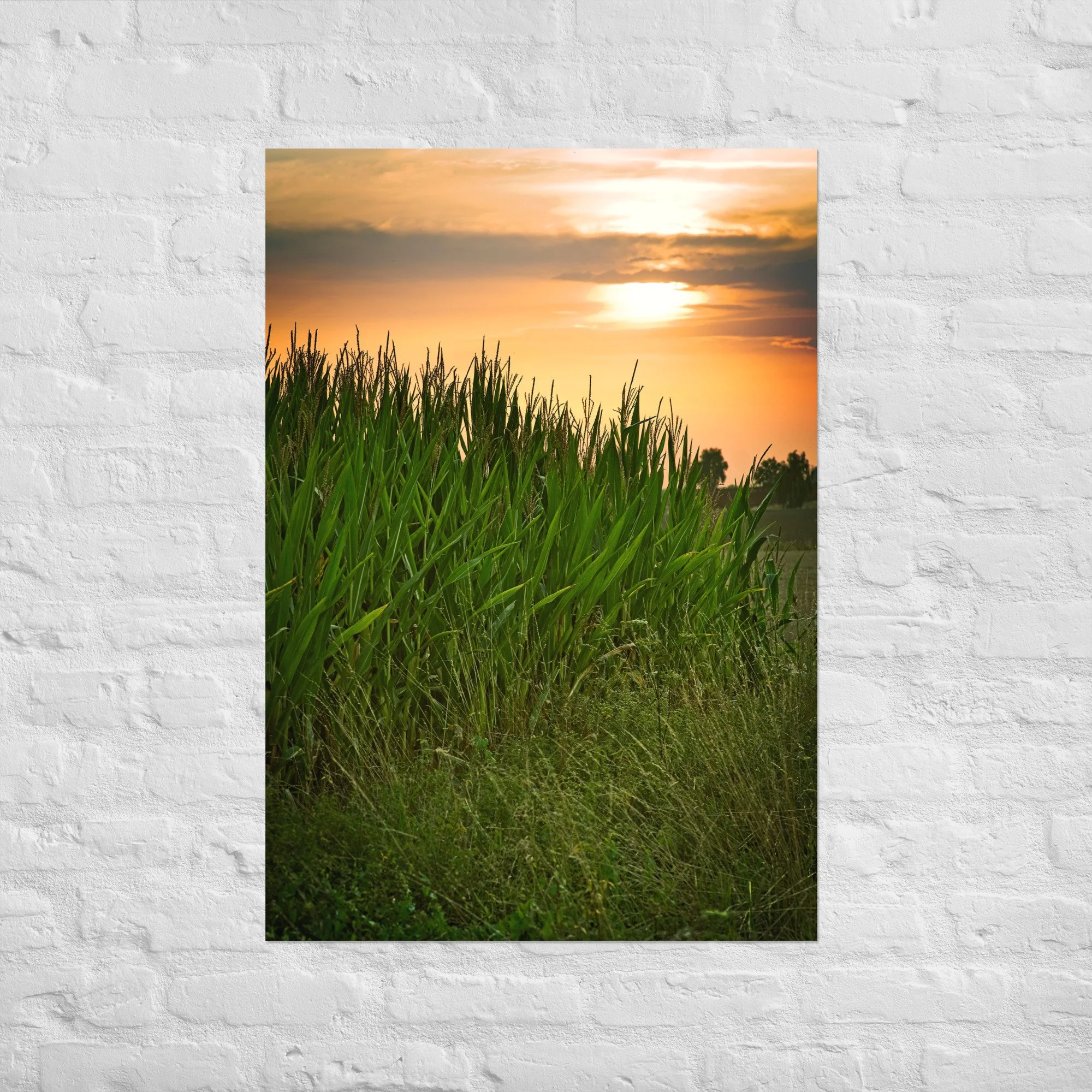 Maisfeld im Sonnenuntergang