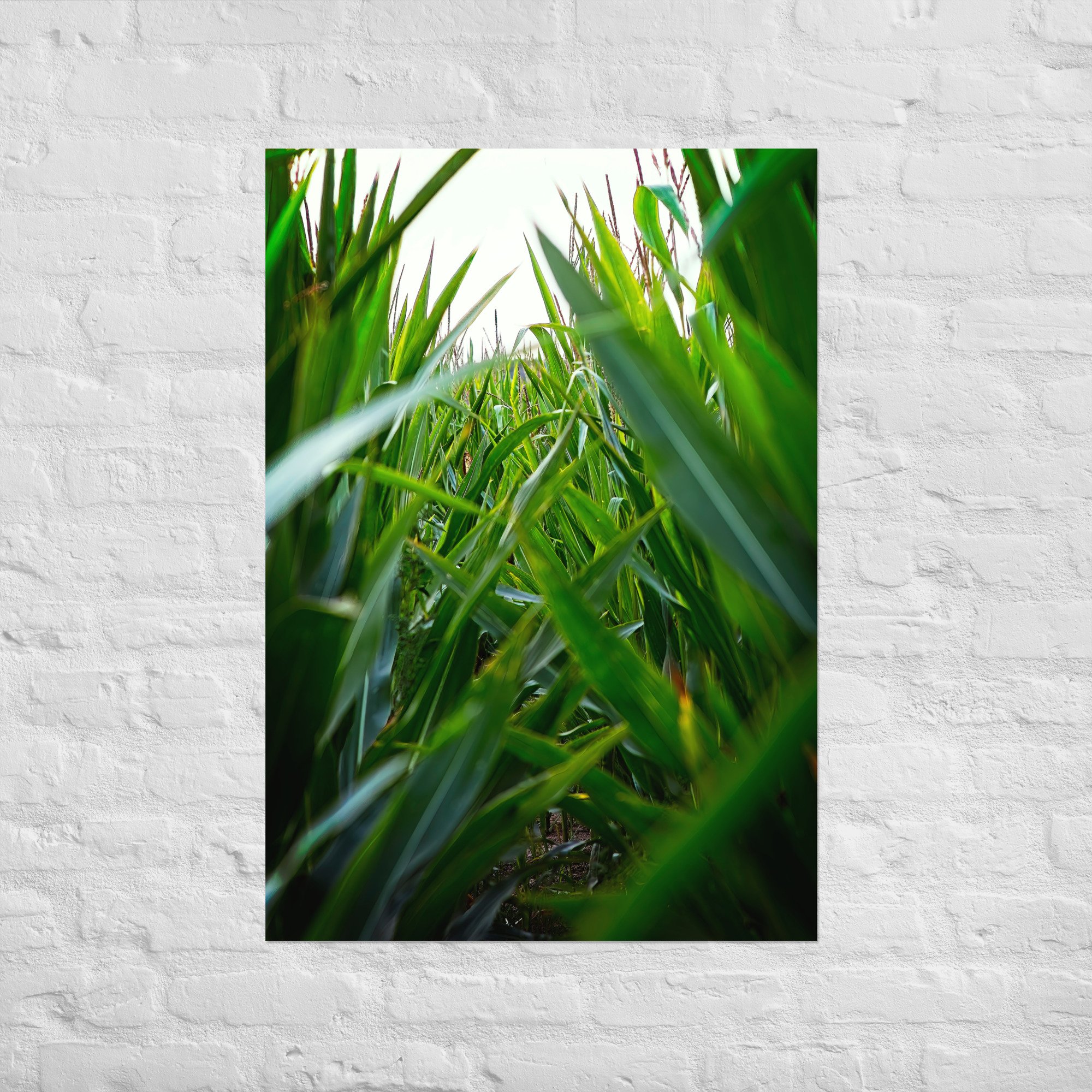 Durchblick durch das Maisfeld