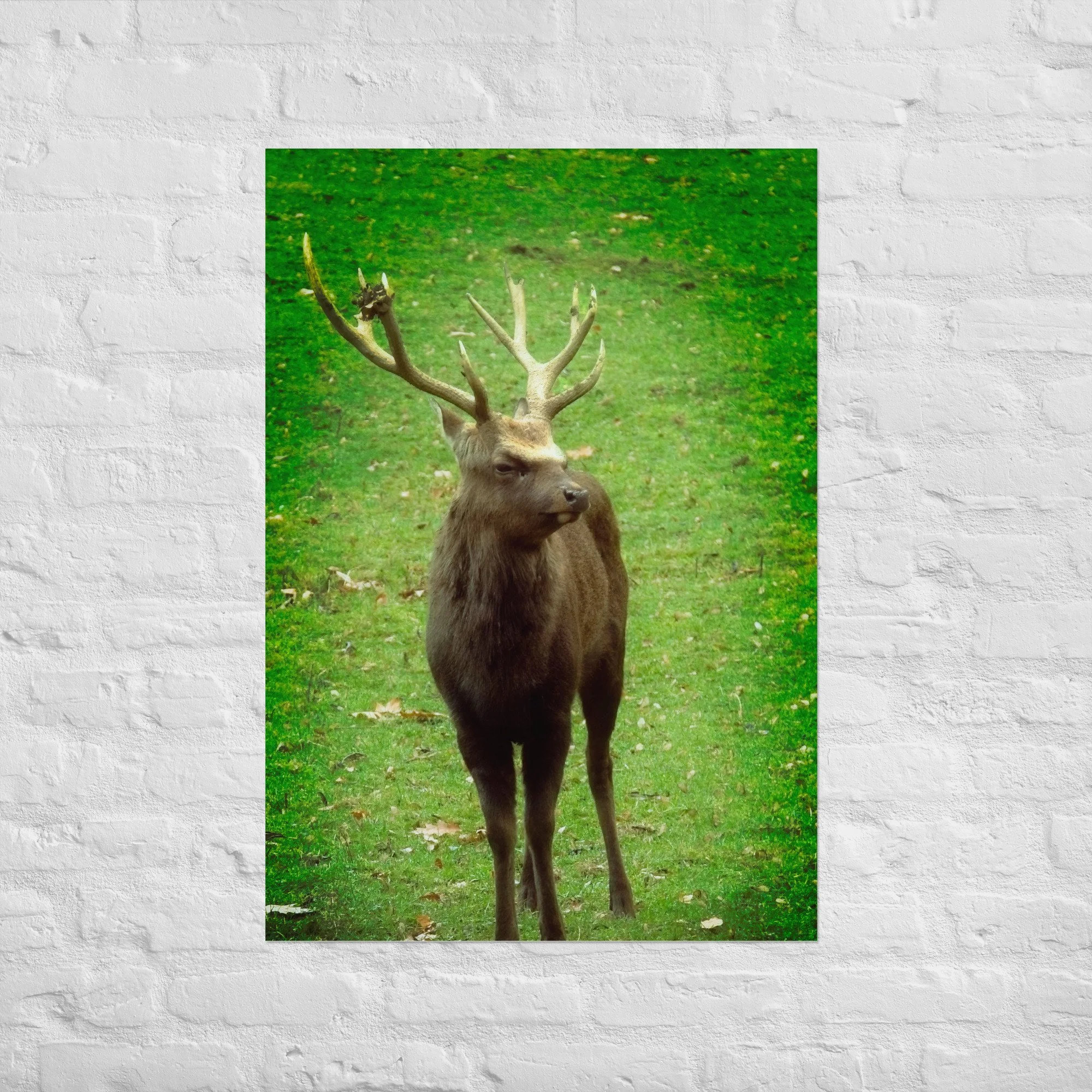 Sikahirsch im Herbst