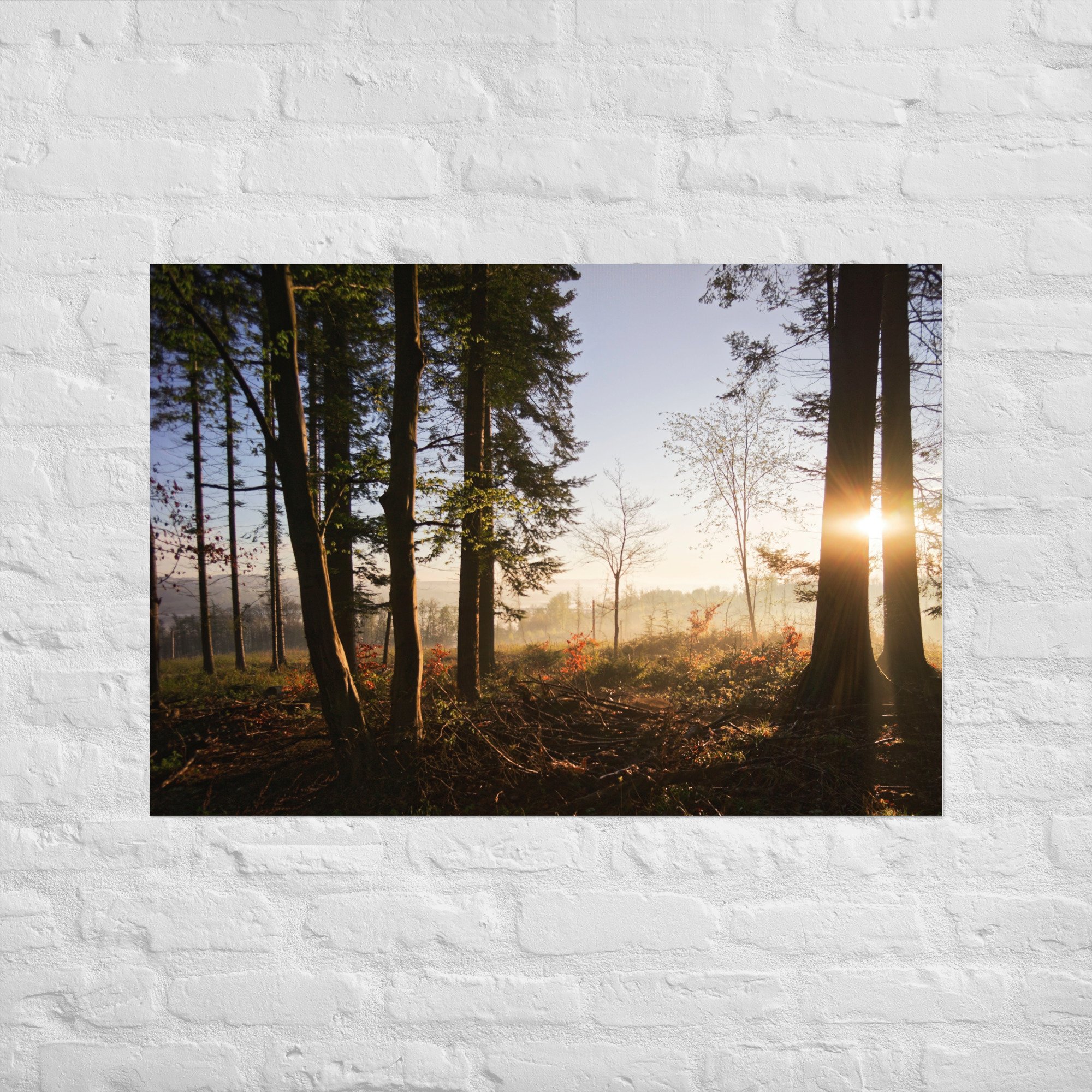 Sonnenaufgang im Wald