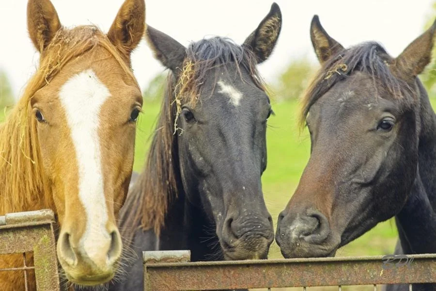 DSC0335019 Oct, 2025 3.jpg