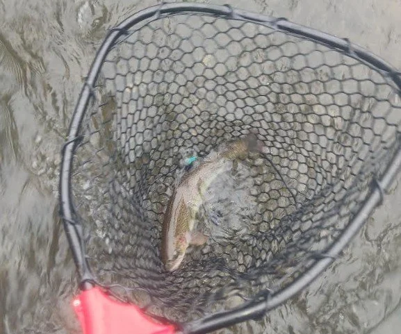 A fish inside a fishing net resting on a sandy riverbank.