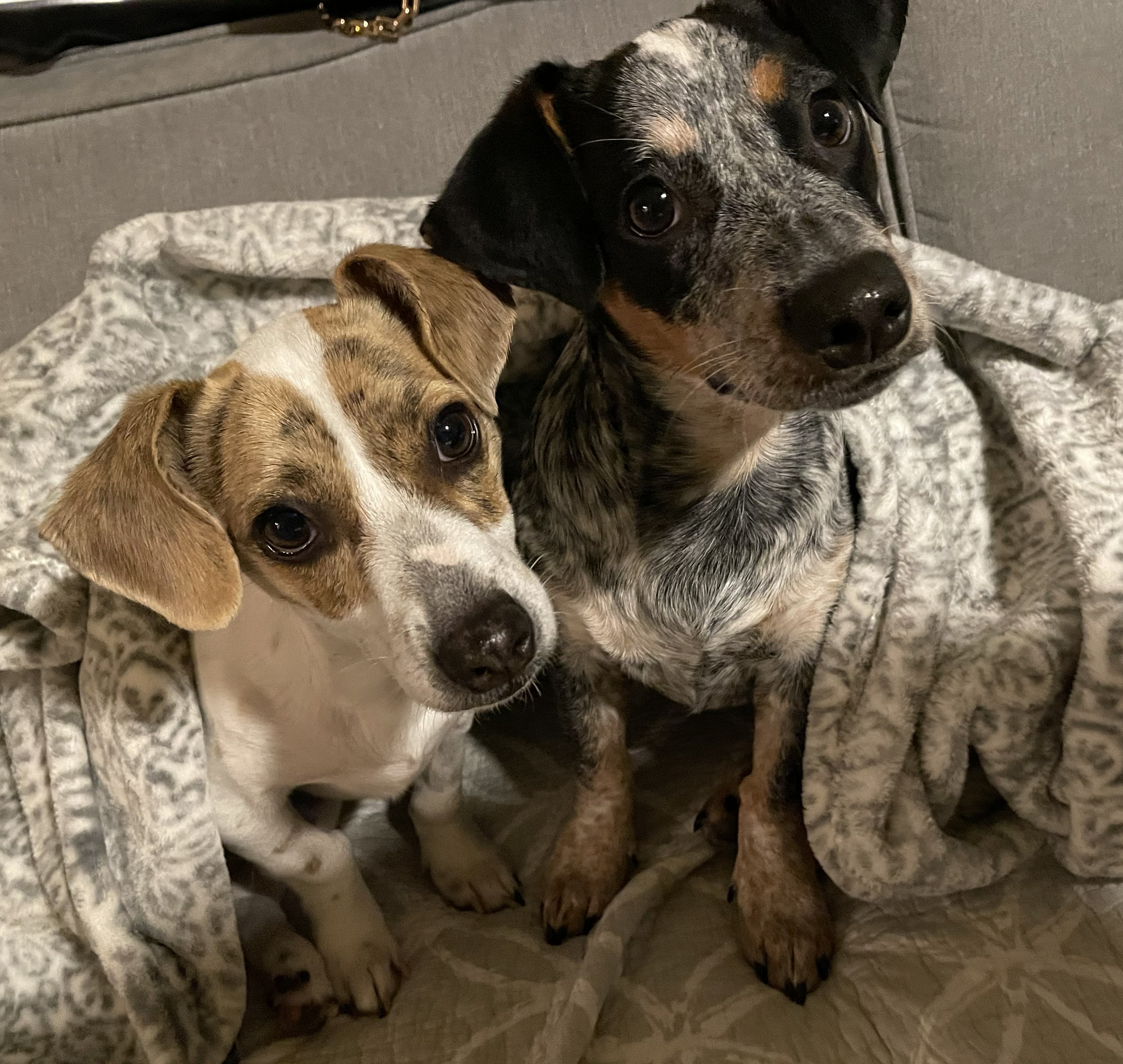 Home Is More Than Four Walls: What My Dogs Have Taught Me About Life and Belonging