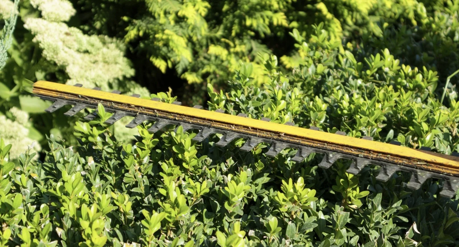 Pristine Green Gardens - 22.jpeg