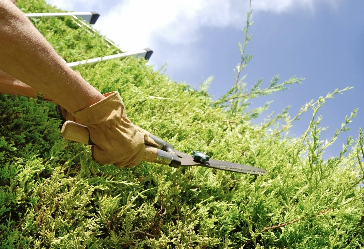 Pristine Green Gardens - 21.jpeg