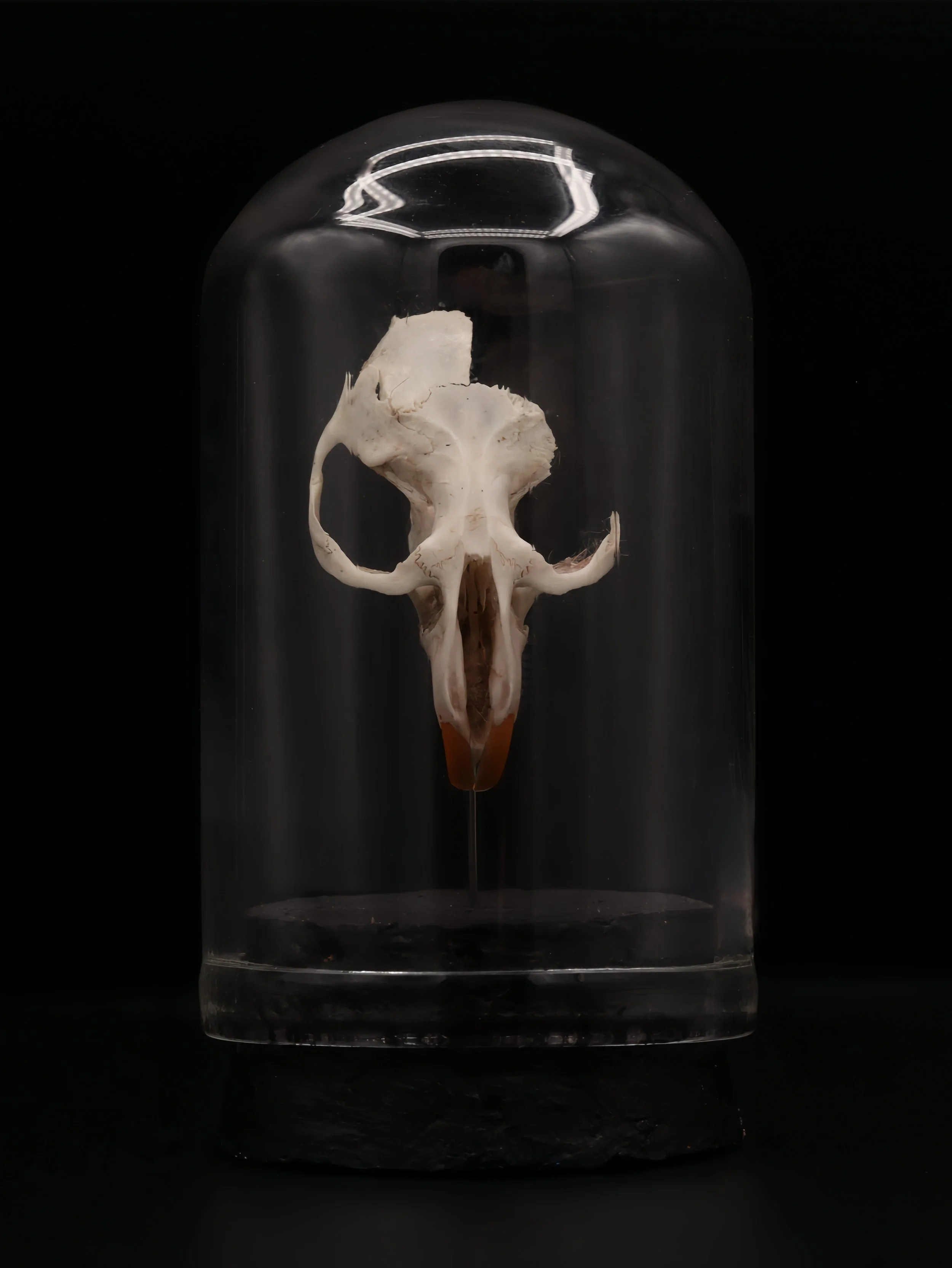 Rodent 3/4 Skull Mini Dome