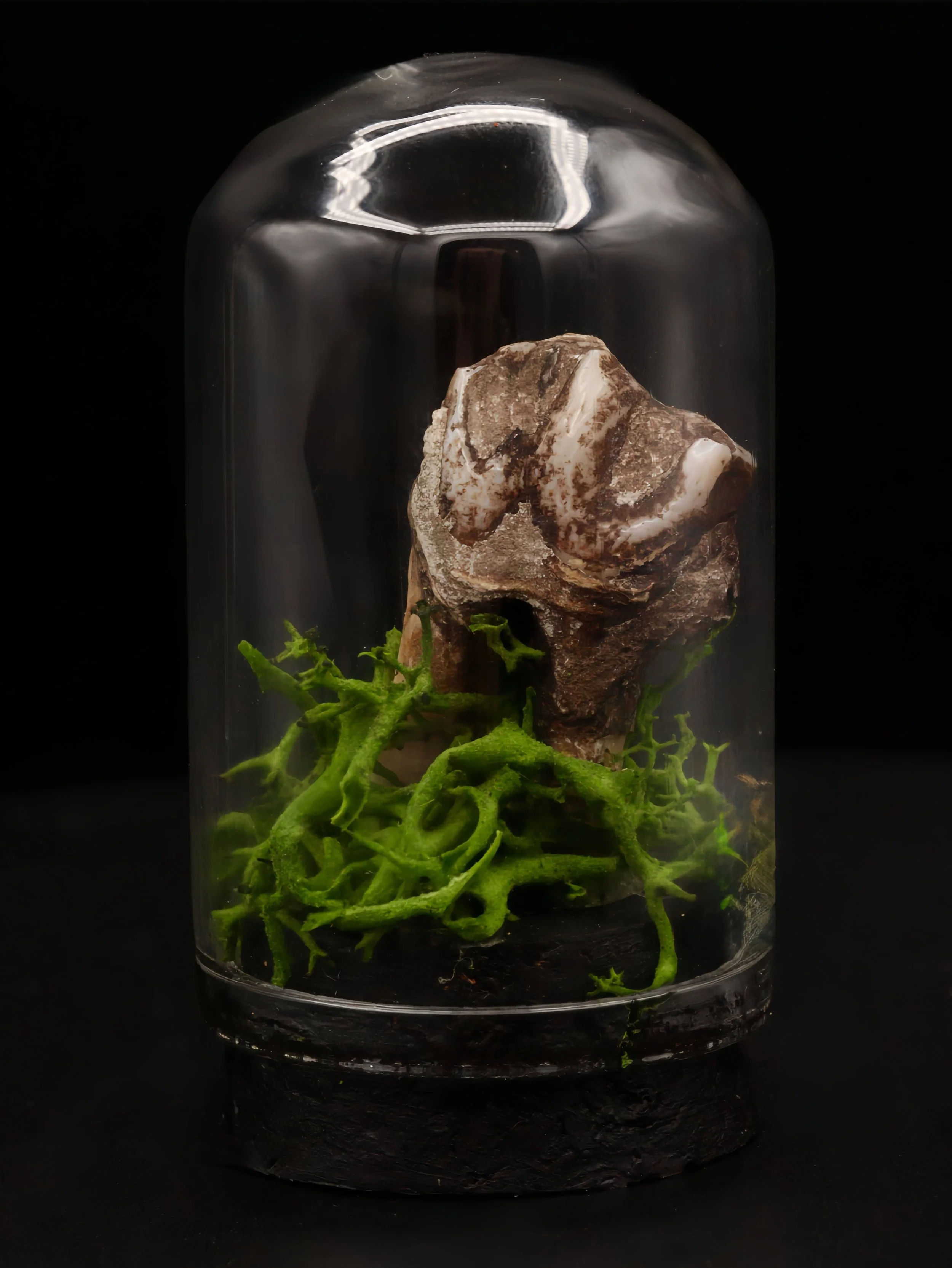 Calcified Wild Boar Tooth Mini Dome