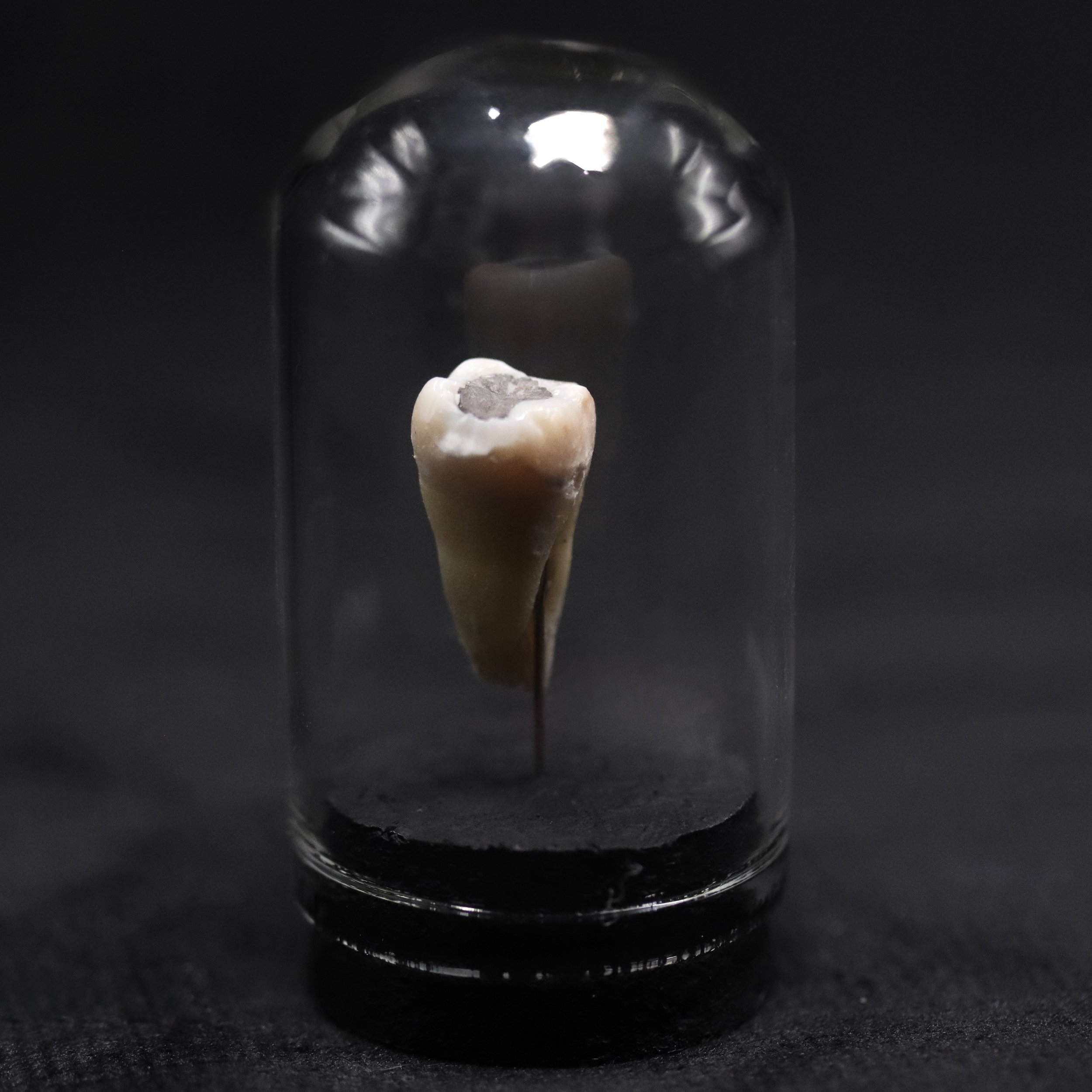 Human Tooth Mini Dome |  D