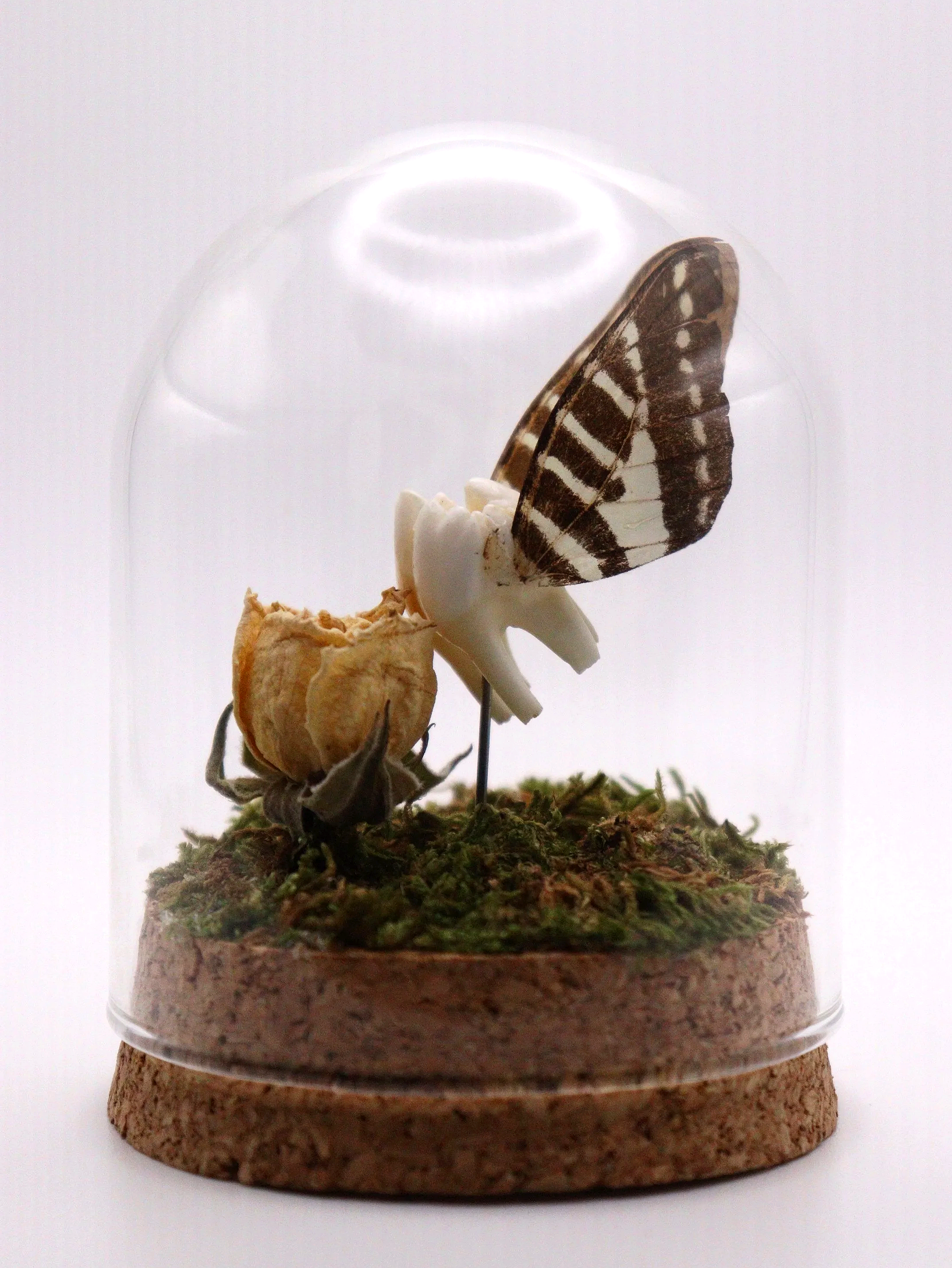 Wildflower Tooth Fairy Dome