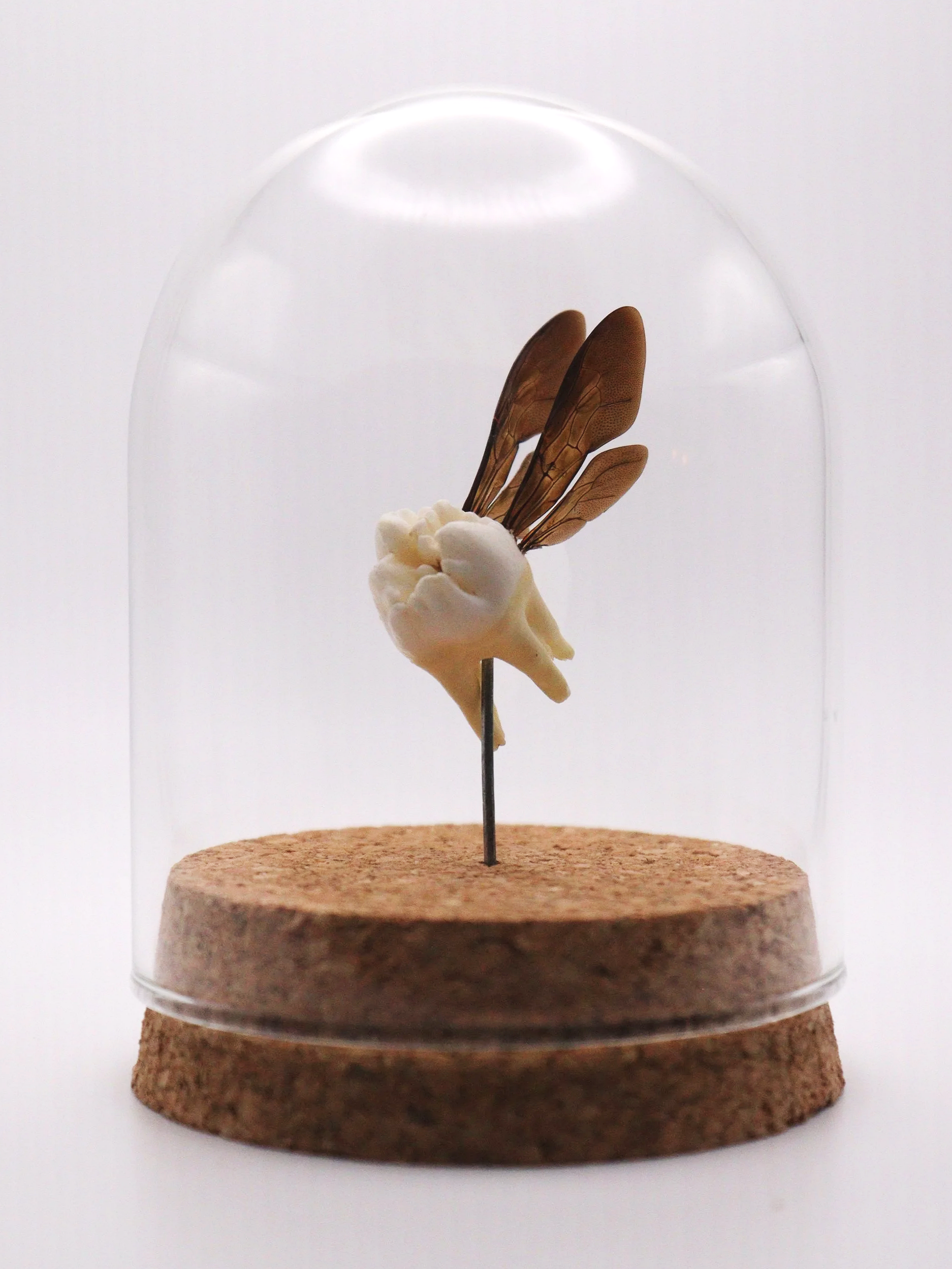 Waxwing Tooth Fairy Dome