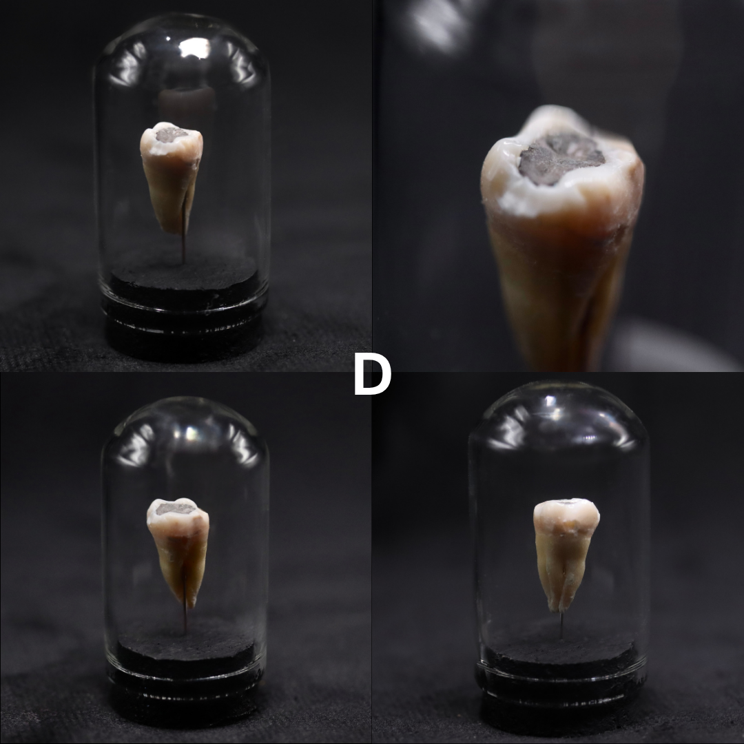 Human Tooth Mini Dome | Multiple Options