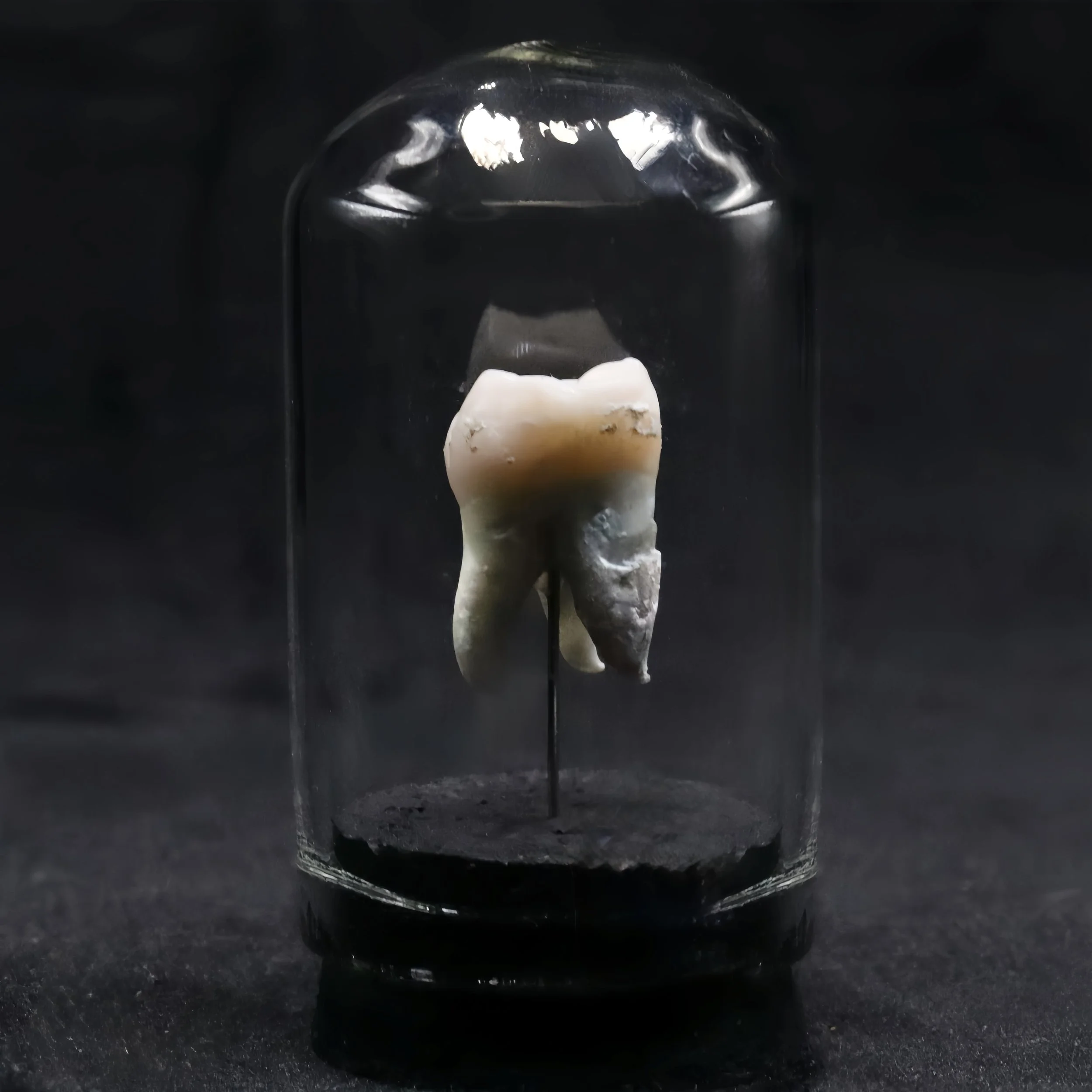 Human Tooth Mini Dome |  E