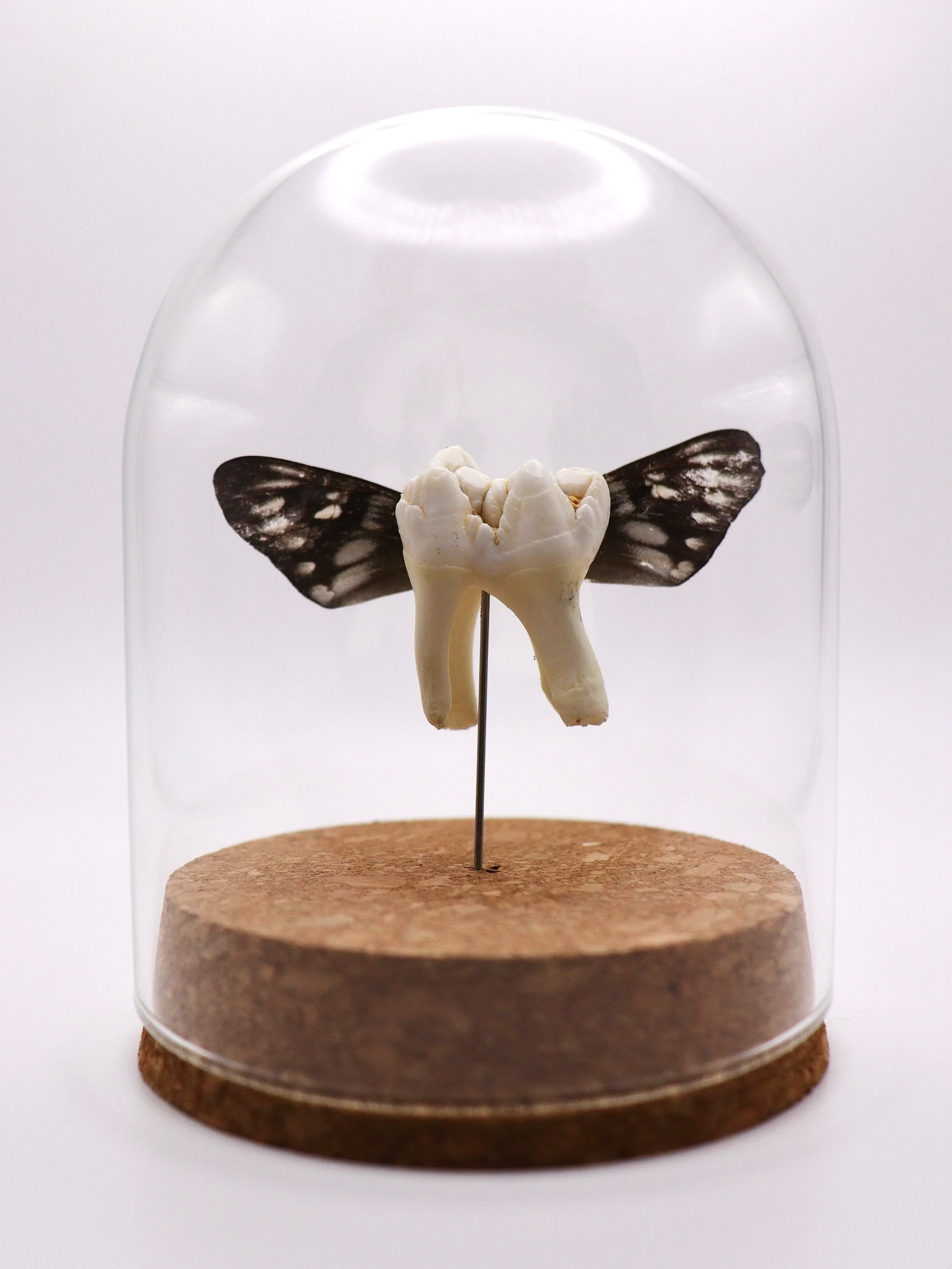 Woodland Tooth Fairy Dome