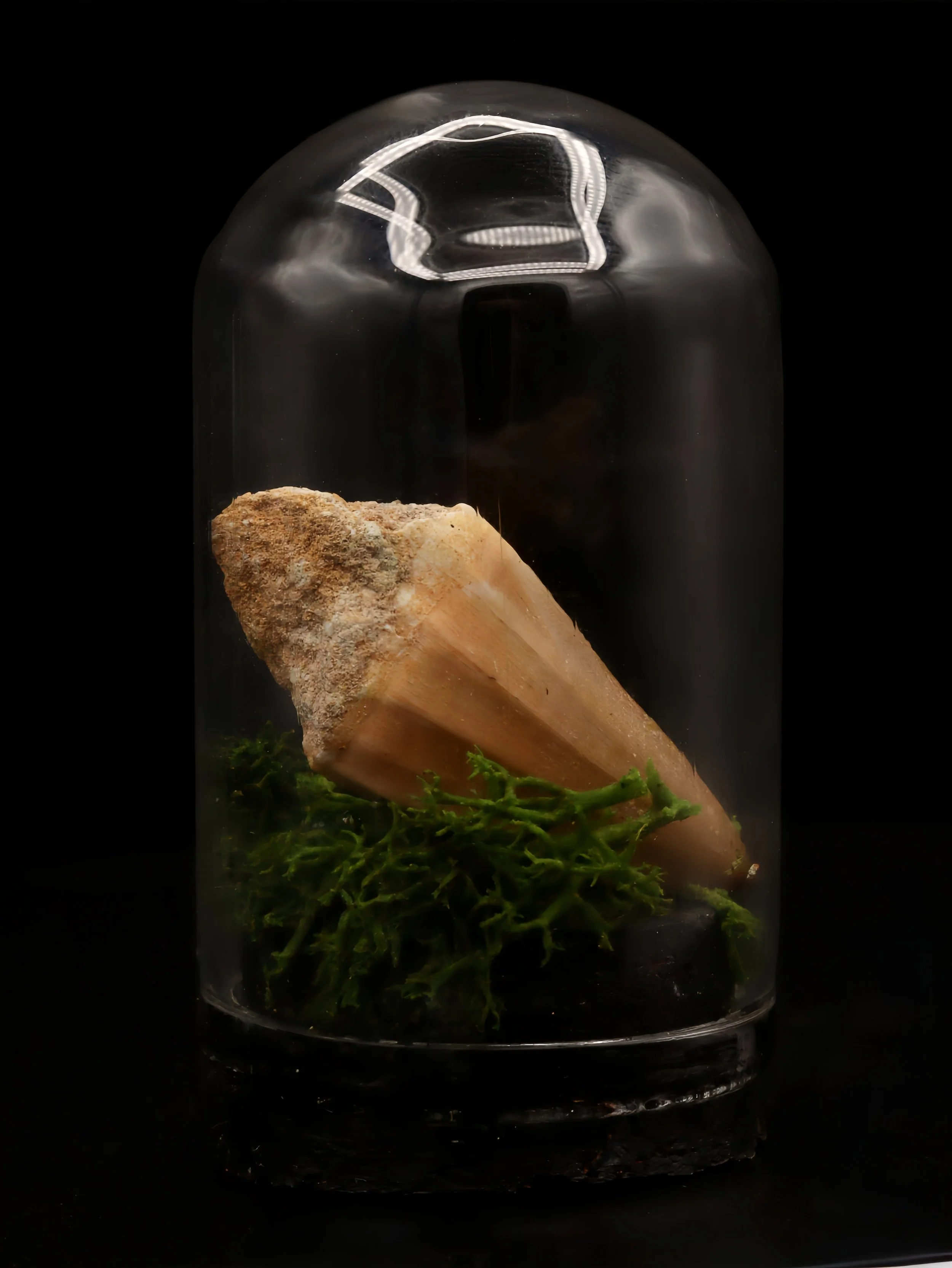 Real Prehistoric Mosasaur Tooth Mini Dome