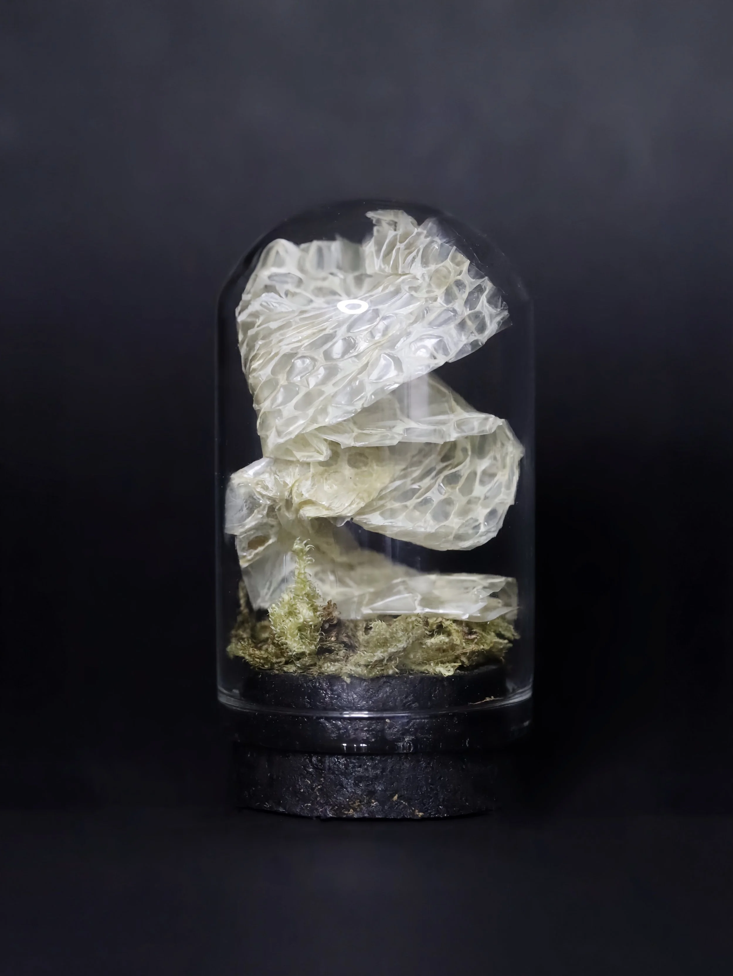 Snake Shed Mini Dome | Light