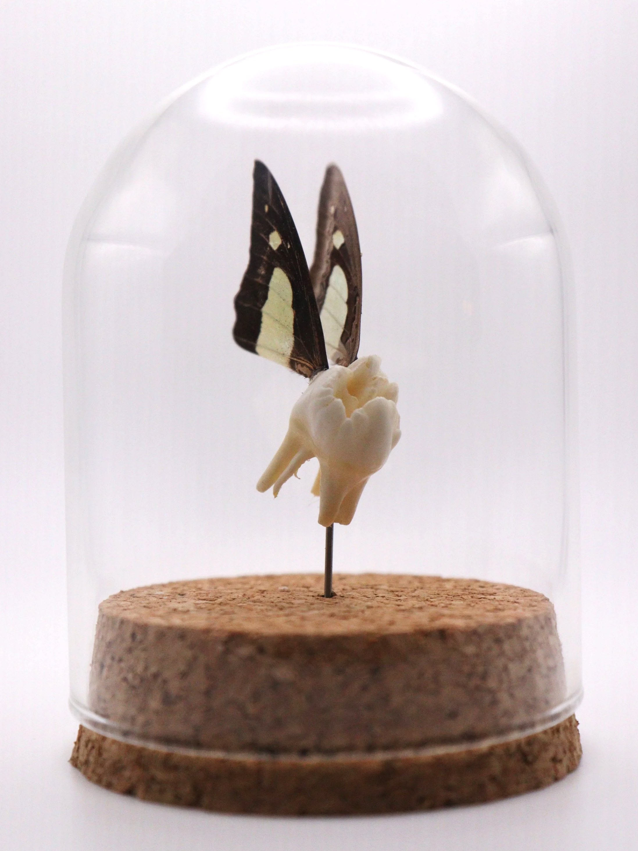 Nawab Tooth Fairy Dome