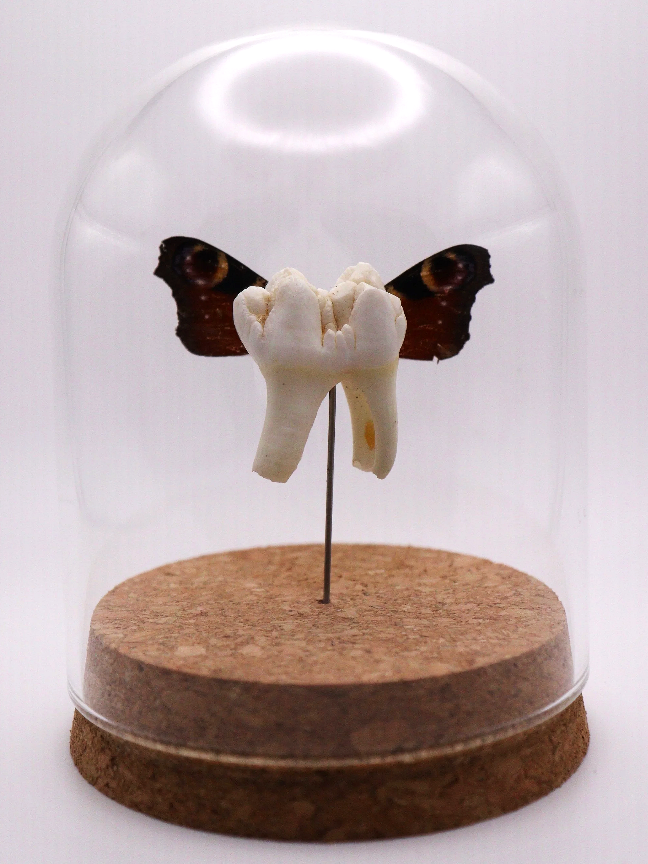 Brown-Eye Winged Tooth Fairy Dome