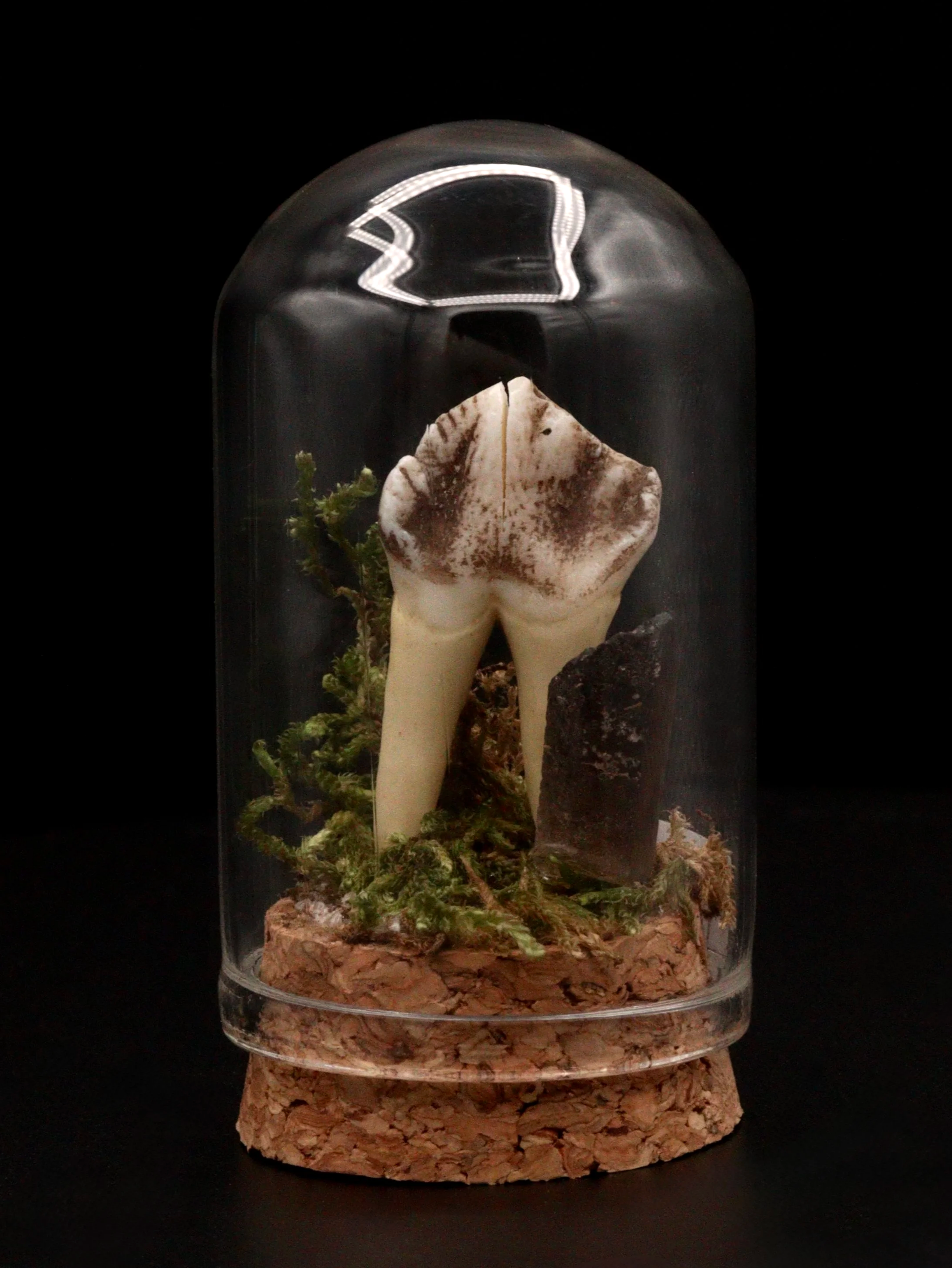 Boar & Quartz Mini Dome