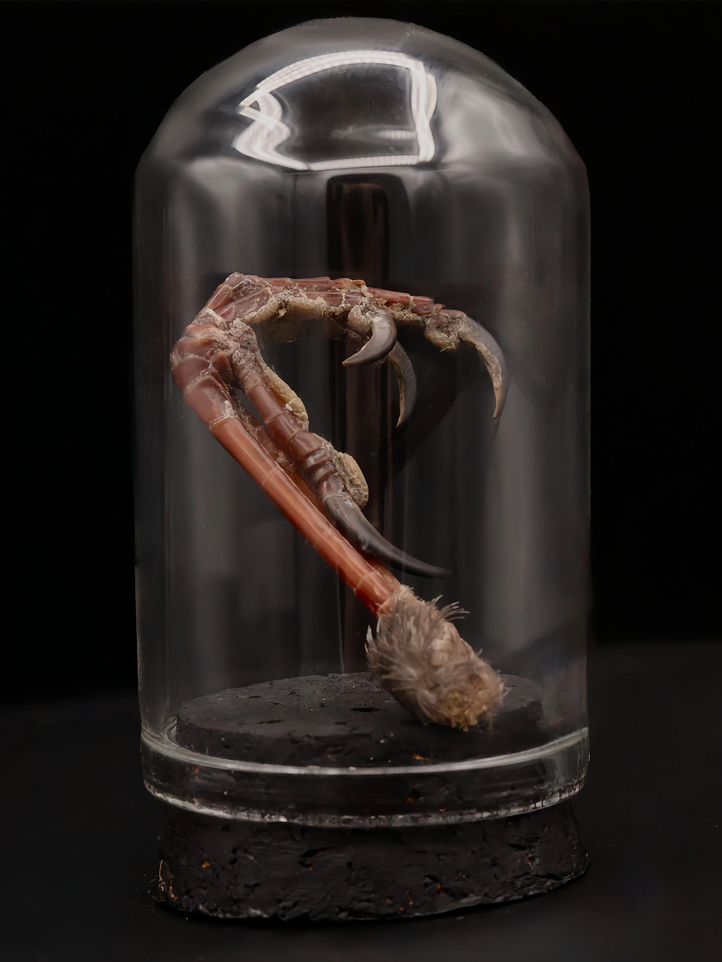 Starling Foot Mini Dome