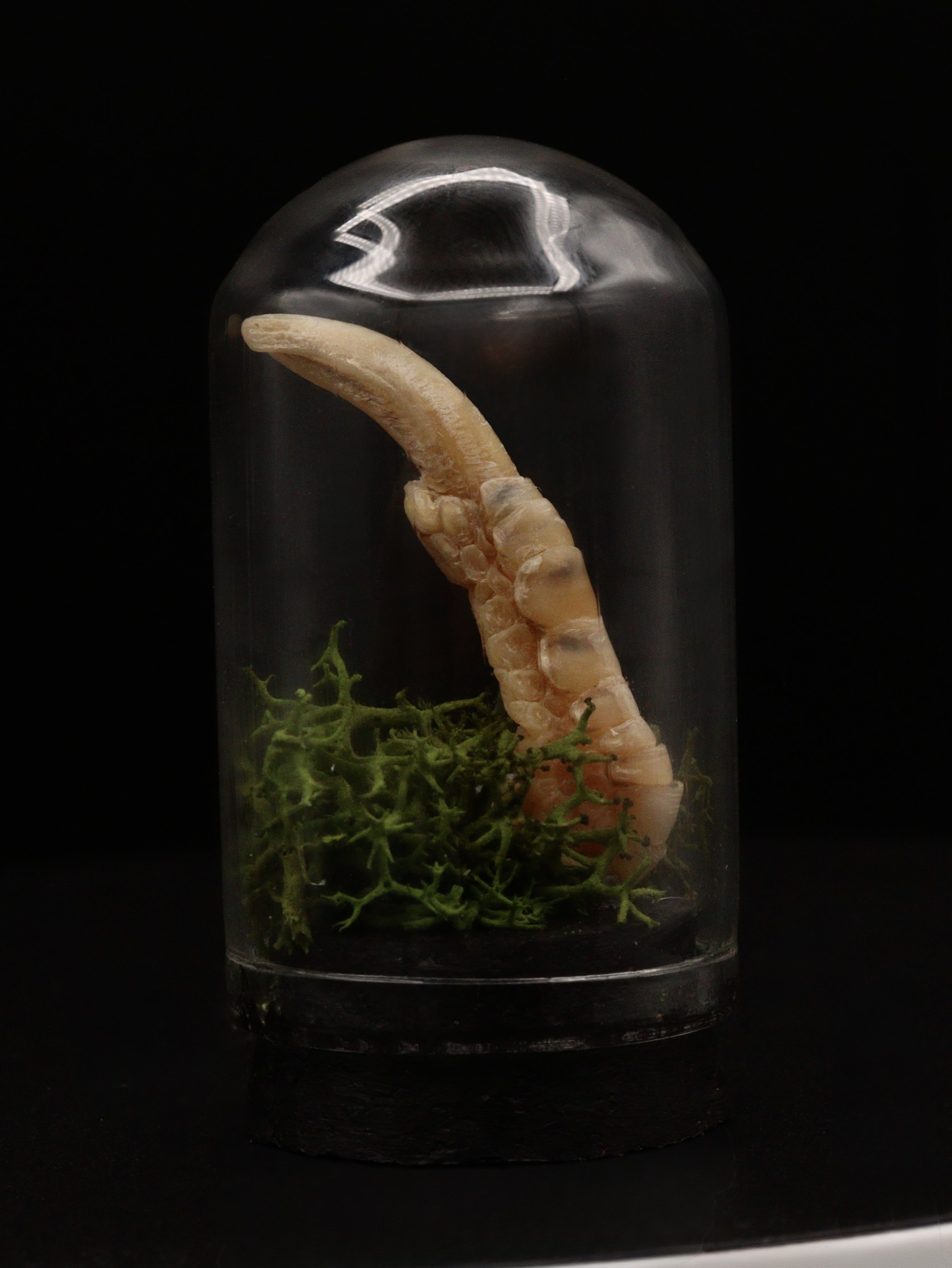 Goblin Toe Mini Dome | Chicken