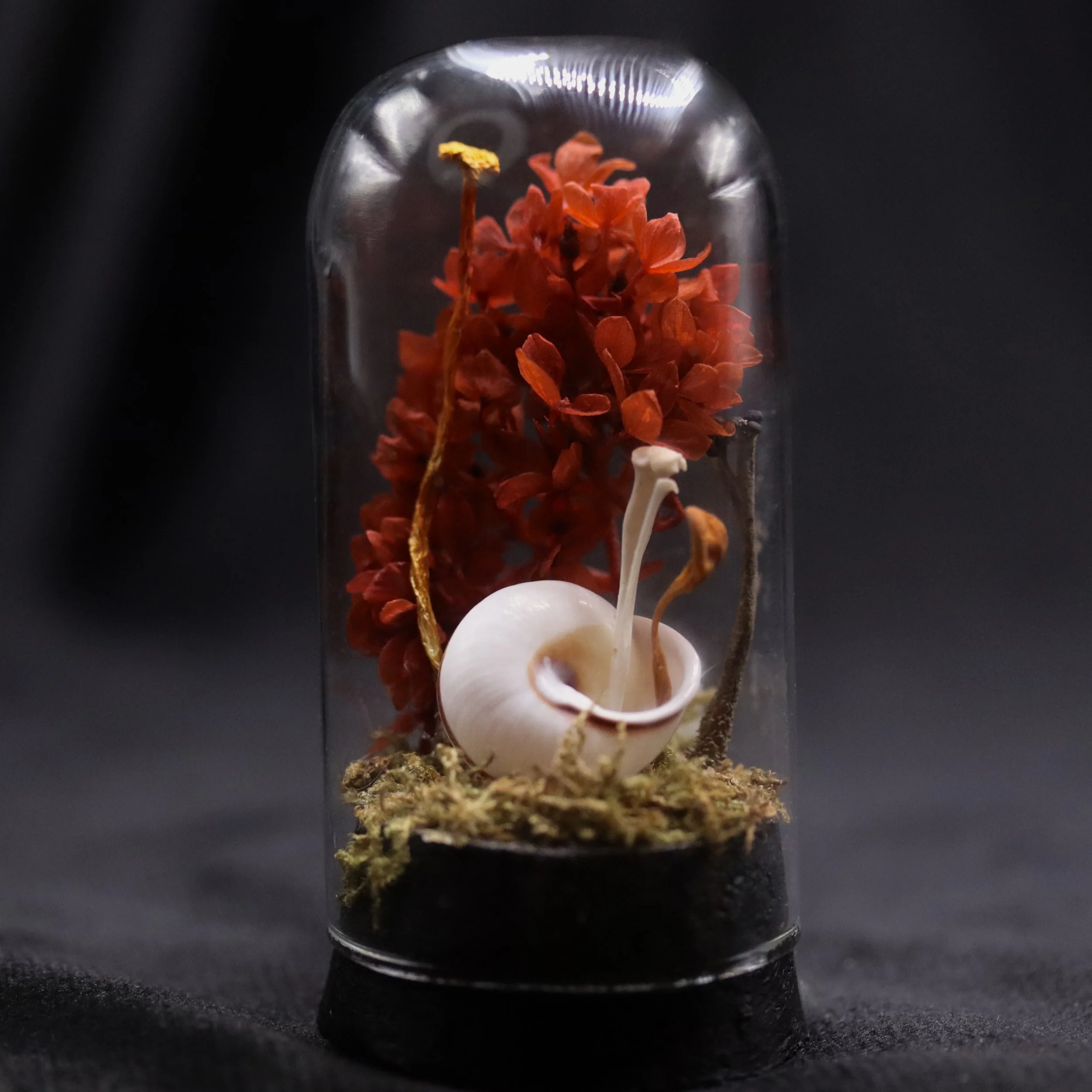Snail & Bone | Small Dome