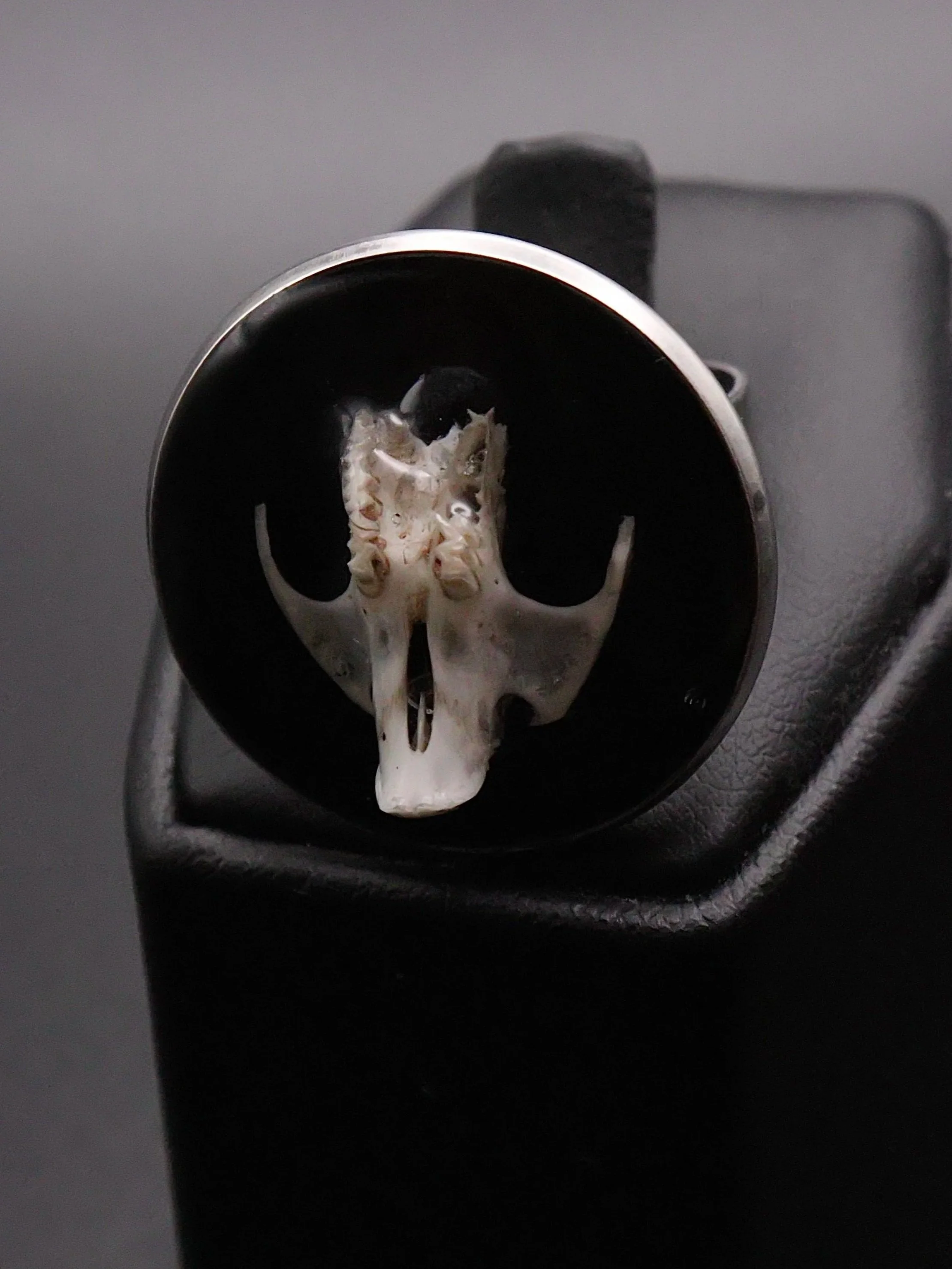 Rodentia Maxilla Ring