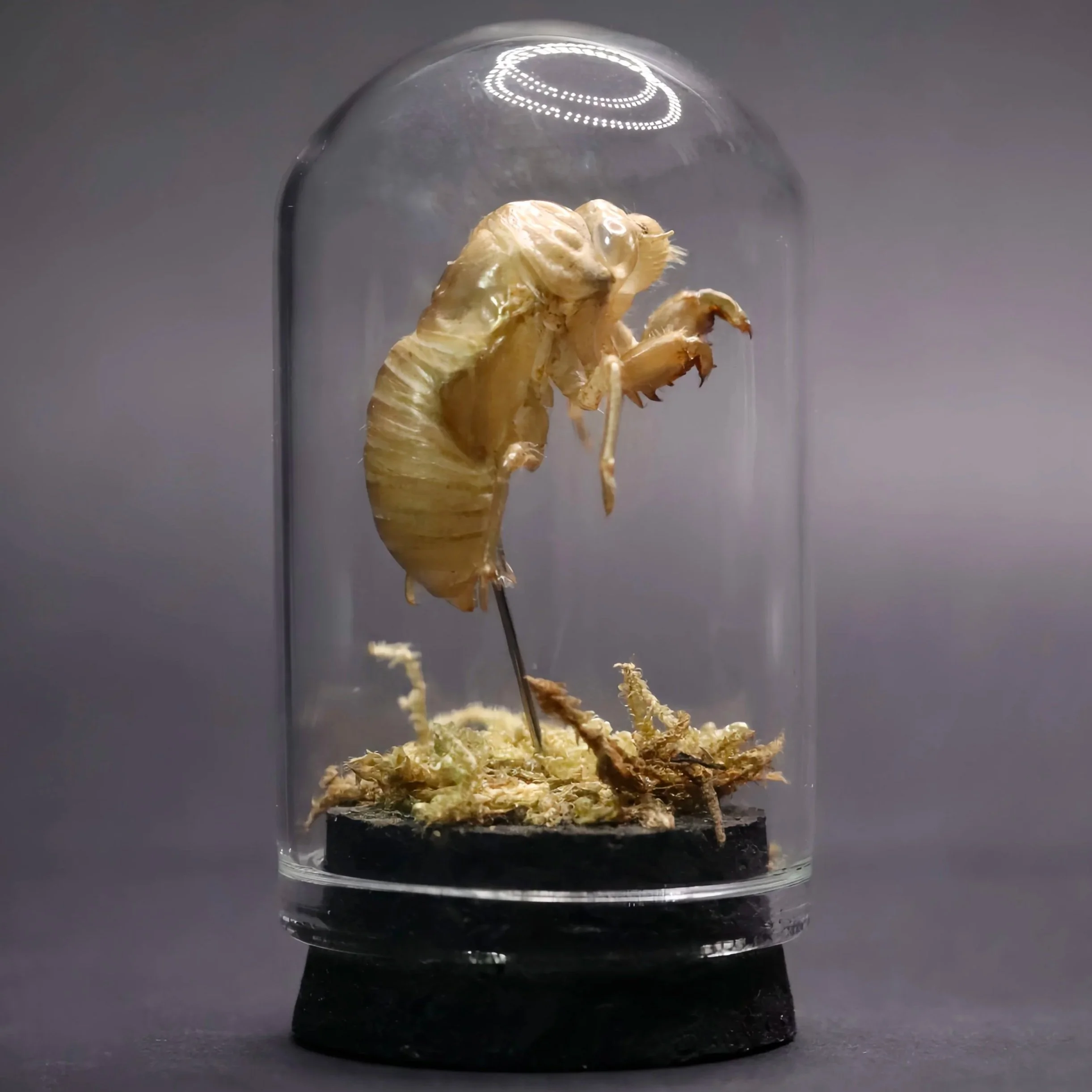 Cicada Exoskeleton Mini Dome