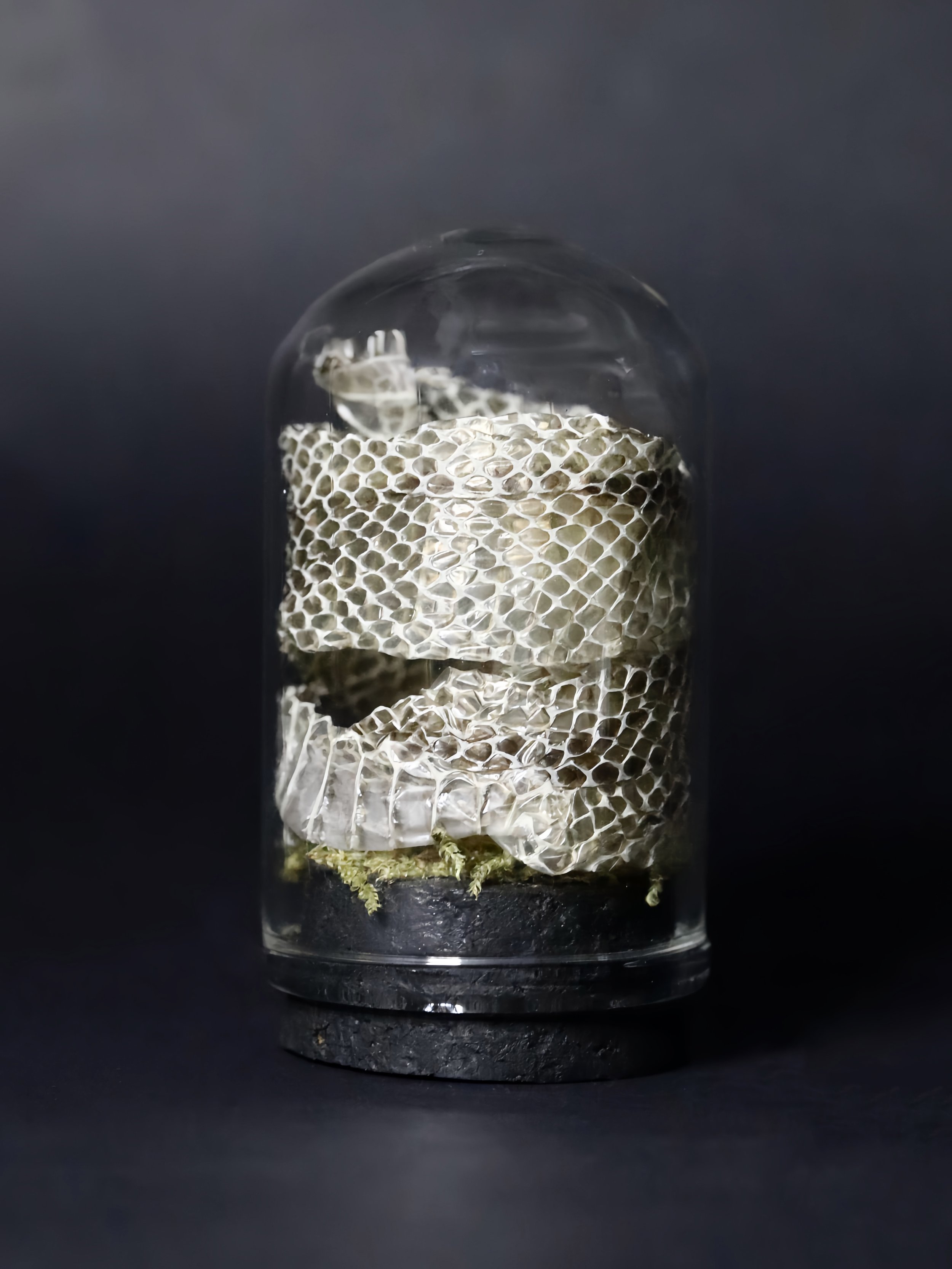 Snake Shed Mini Dome | Dark