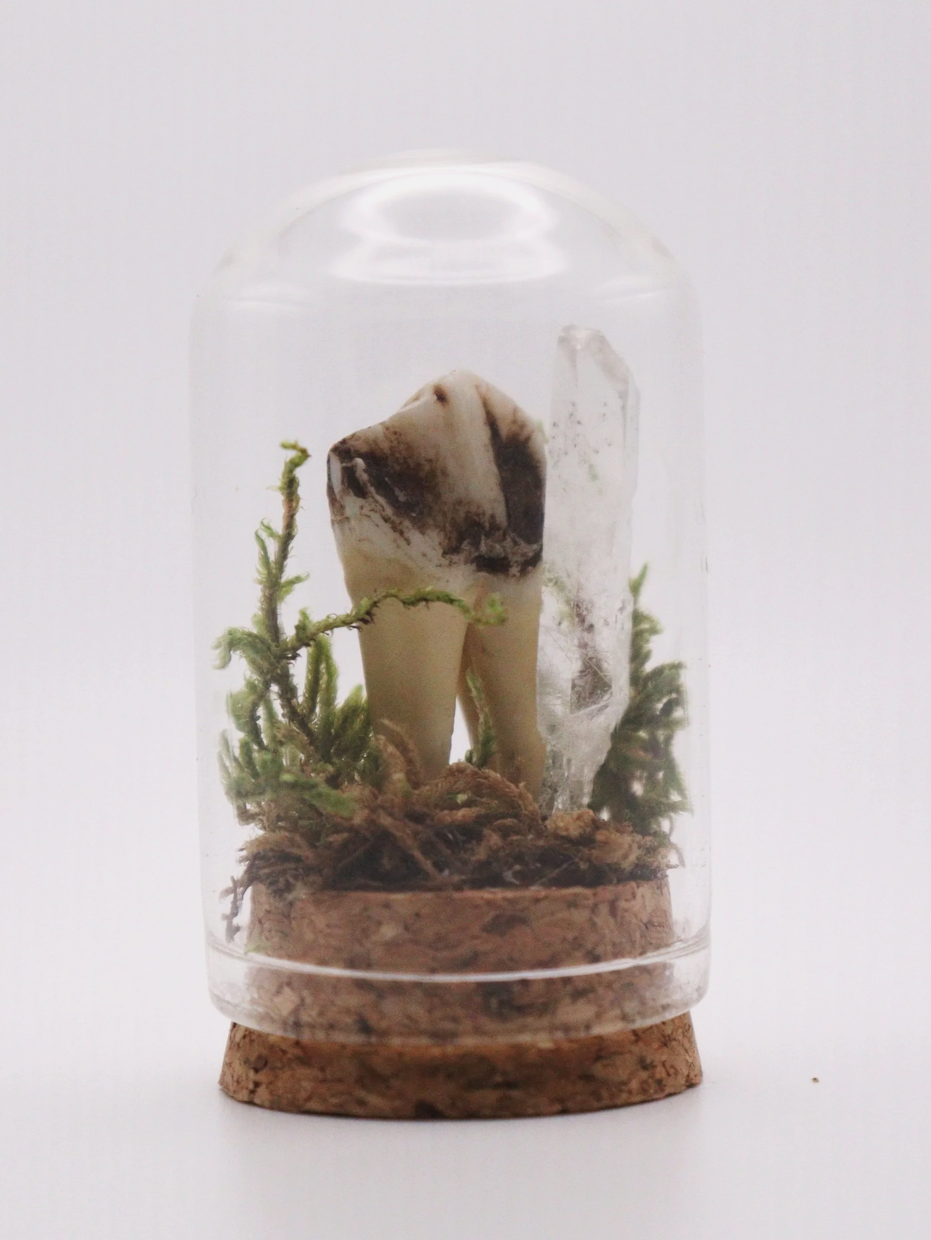 Boar & Quartz Mini Dome