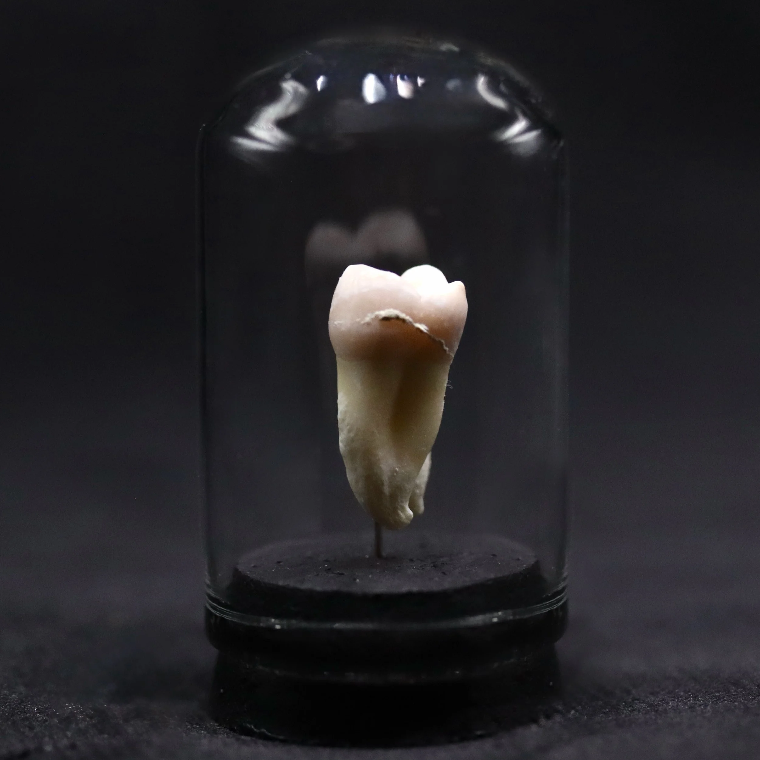Human Tooth Mini Dome |  C