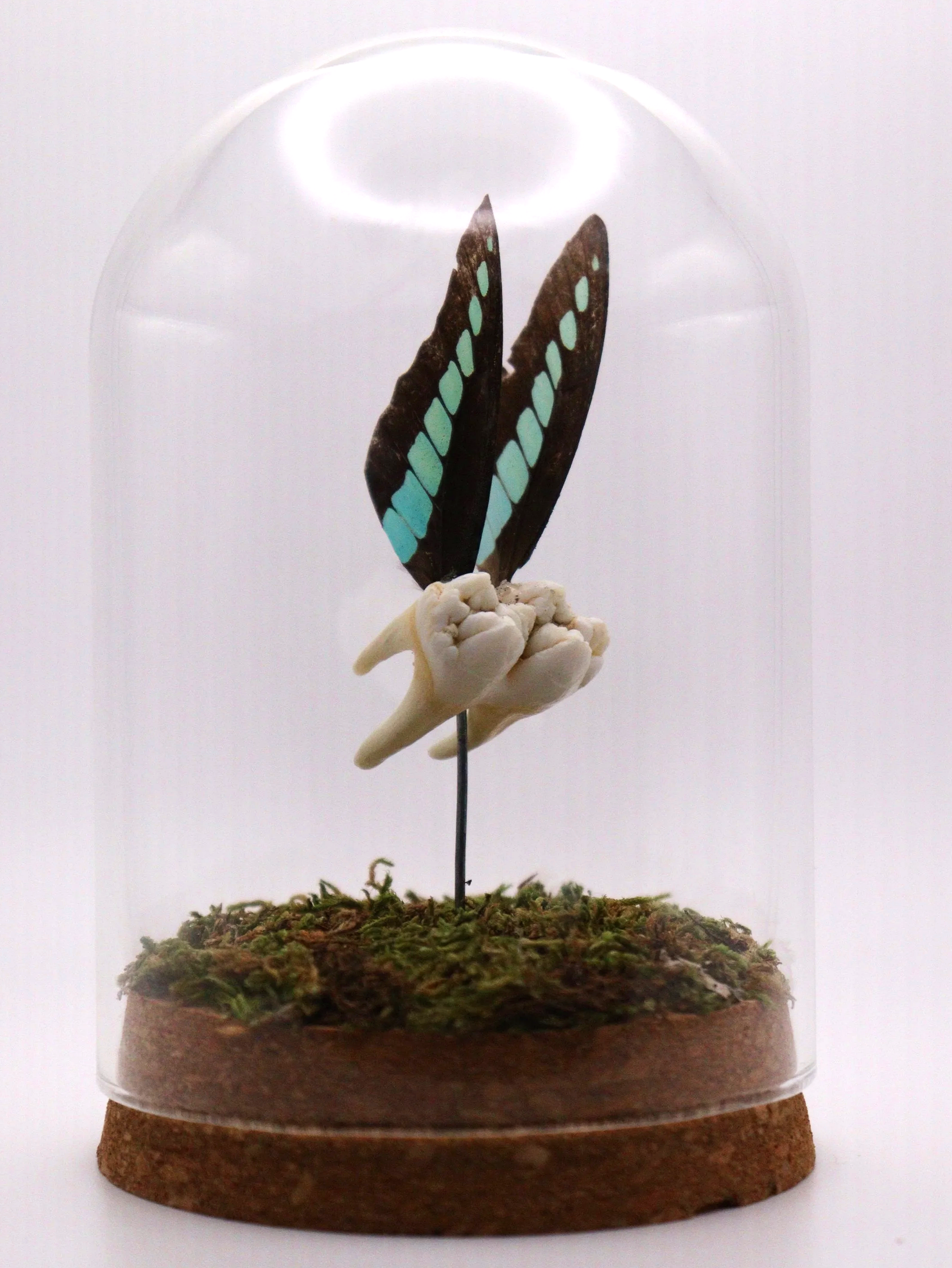 Blue-Wing Tooth Fairy Dome