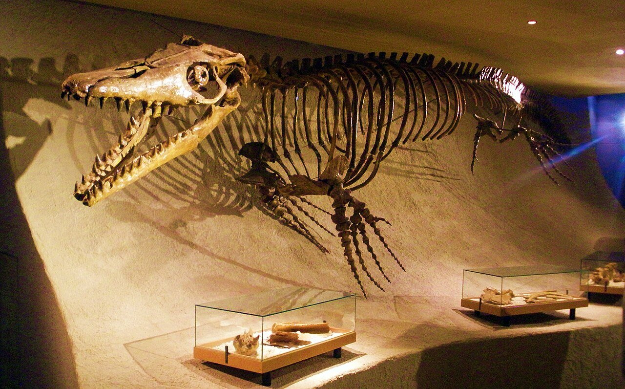 Mosasaurus_hoffmannii_-_skeleton.jpg