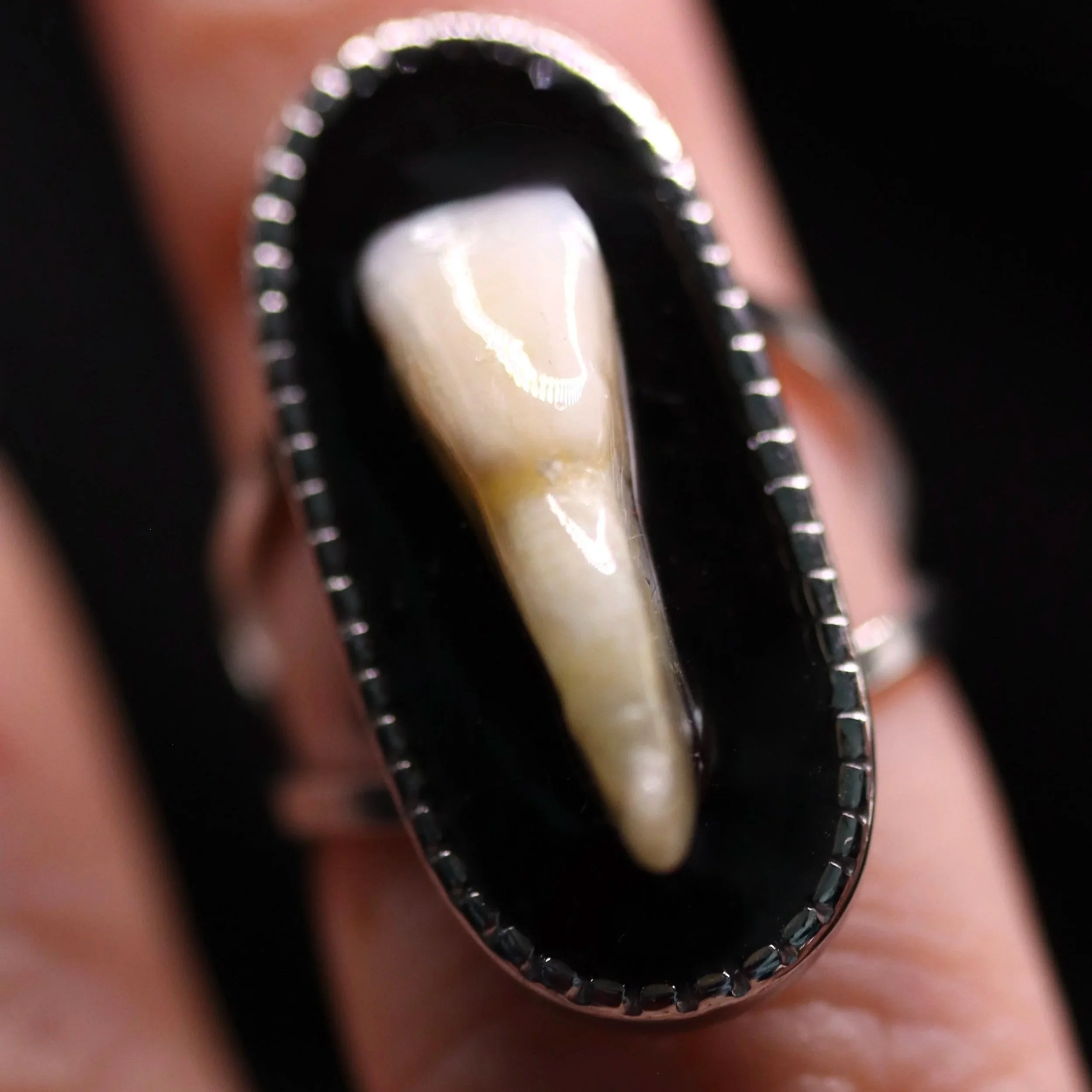 Human Tooth Ring | Multiple Styles