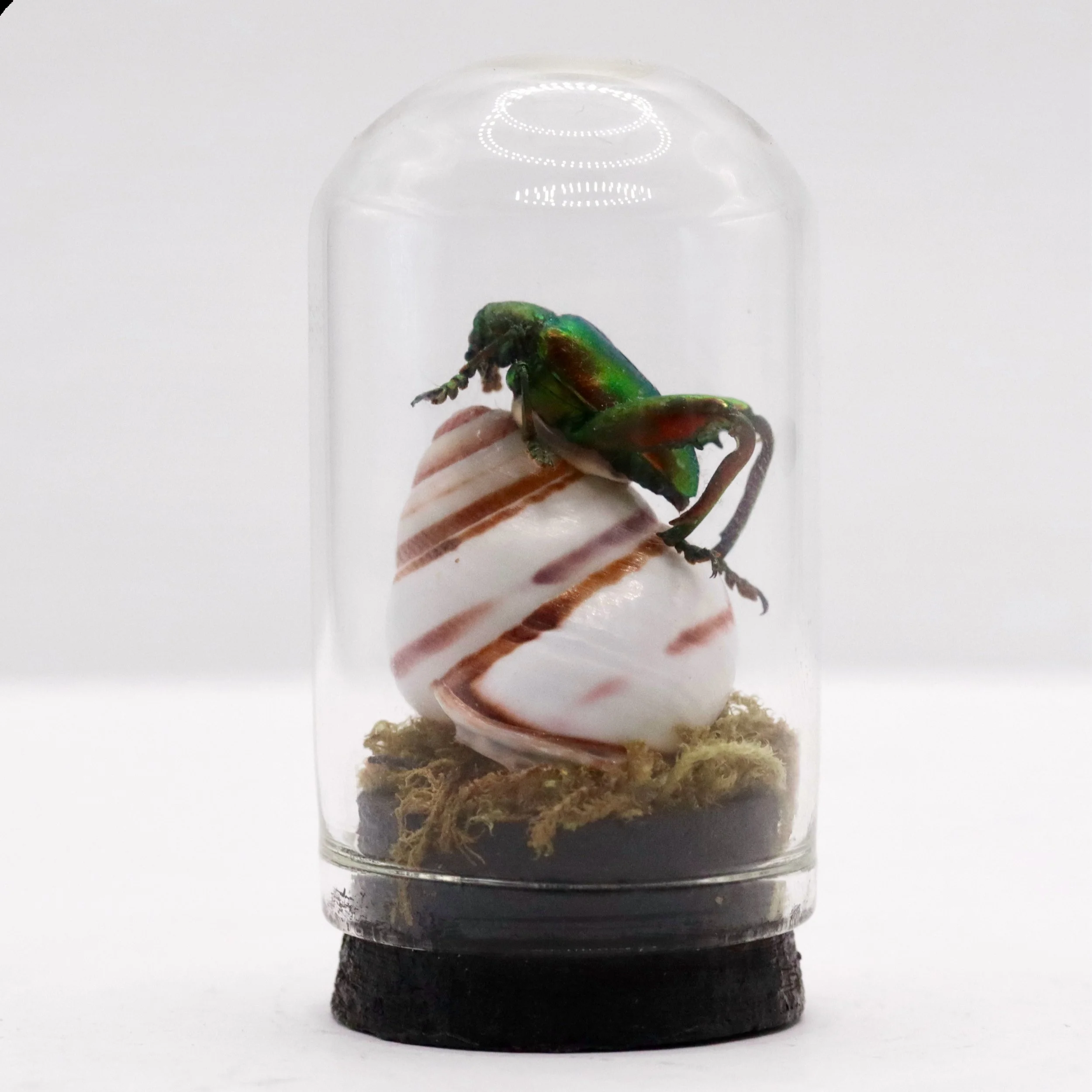 Metallic Beetle & Snail Mini Dome