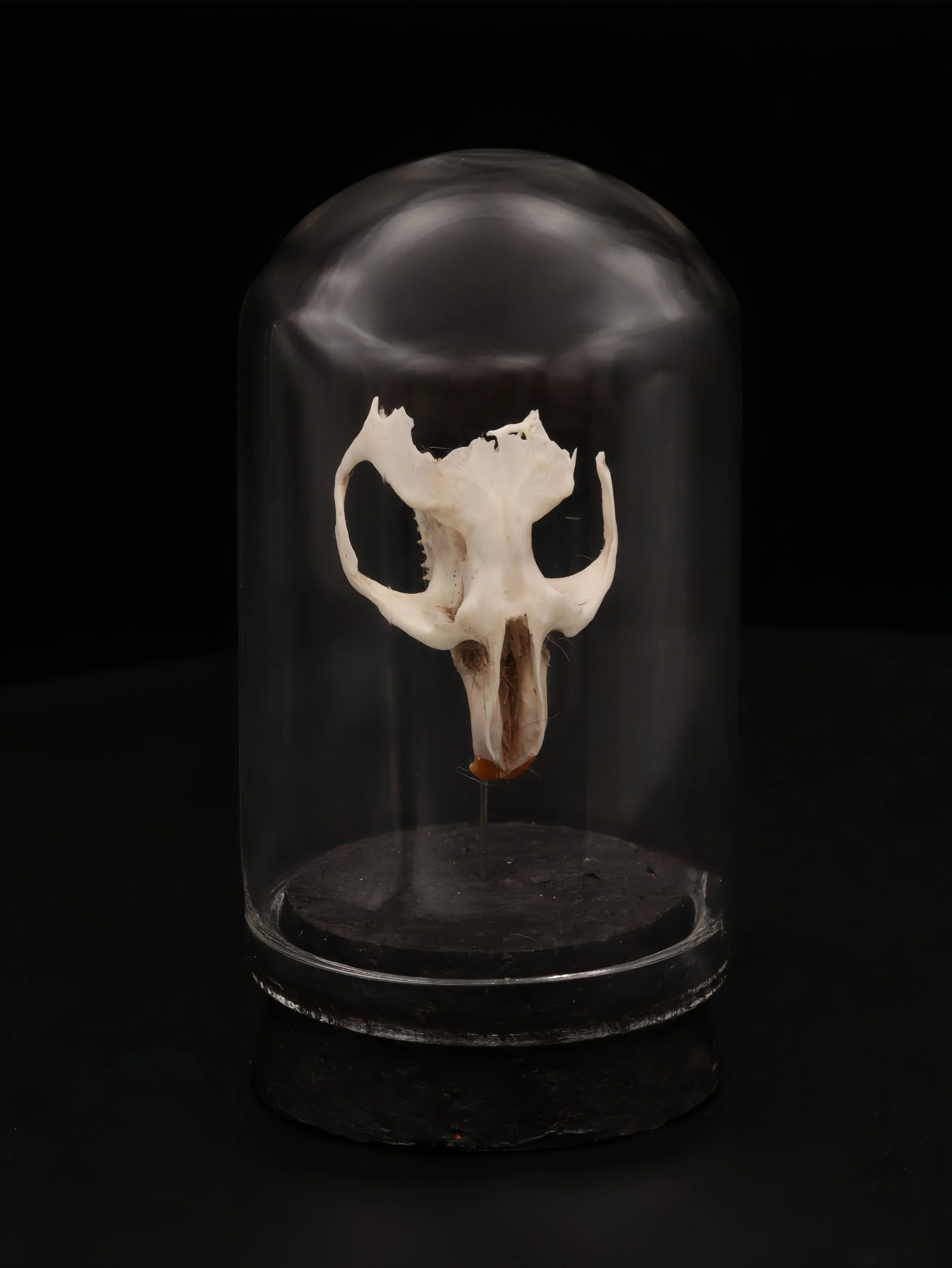 Rodent Half Skull Mini Dome