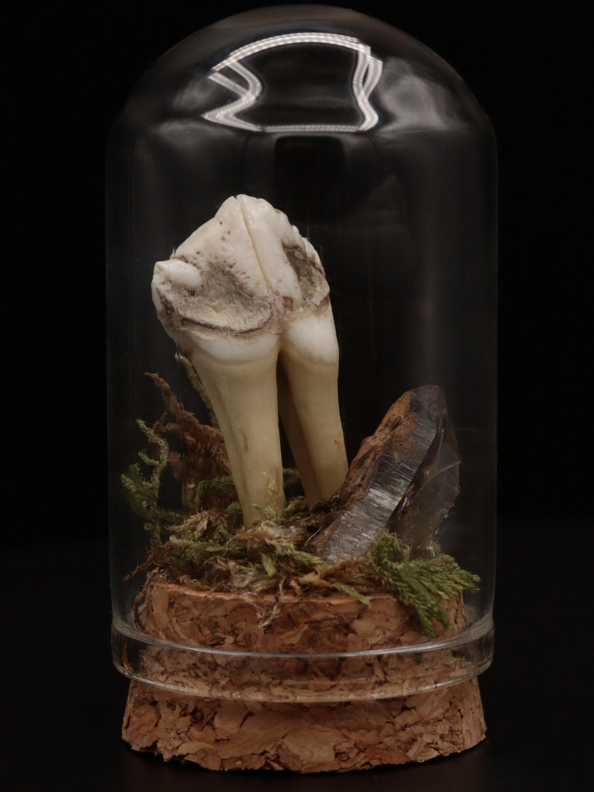 Boar & Quartz Mini Dome