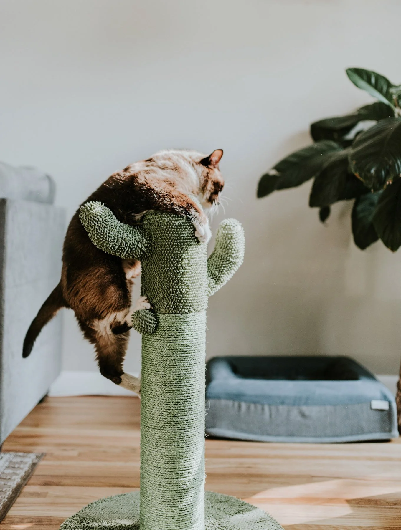 A cat climbing a tall, green cactus-shaped cat tree inside a home with wooden floors, a gray pet bed, and a leafy houseplant.
