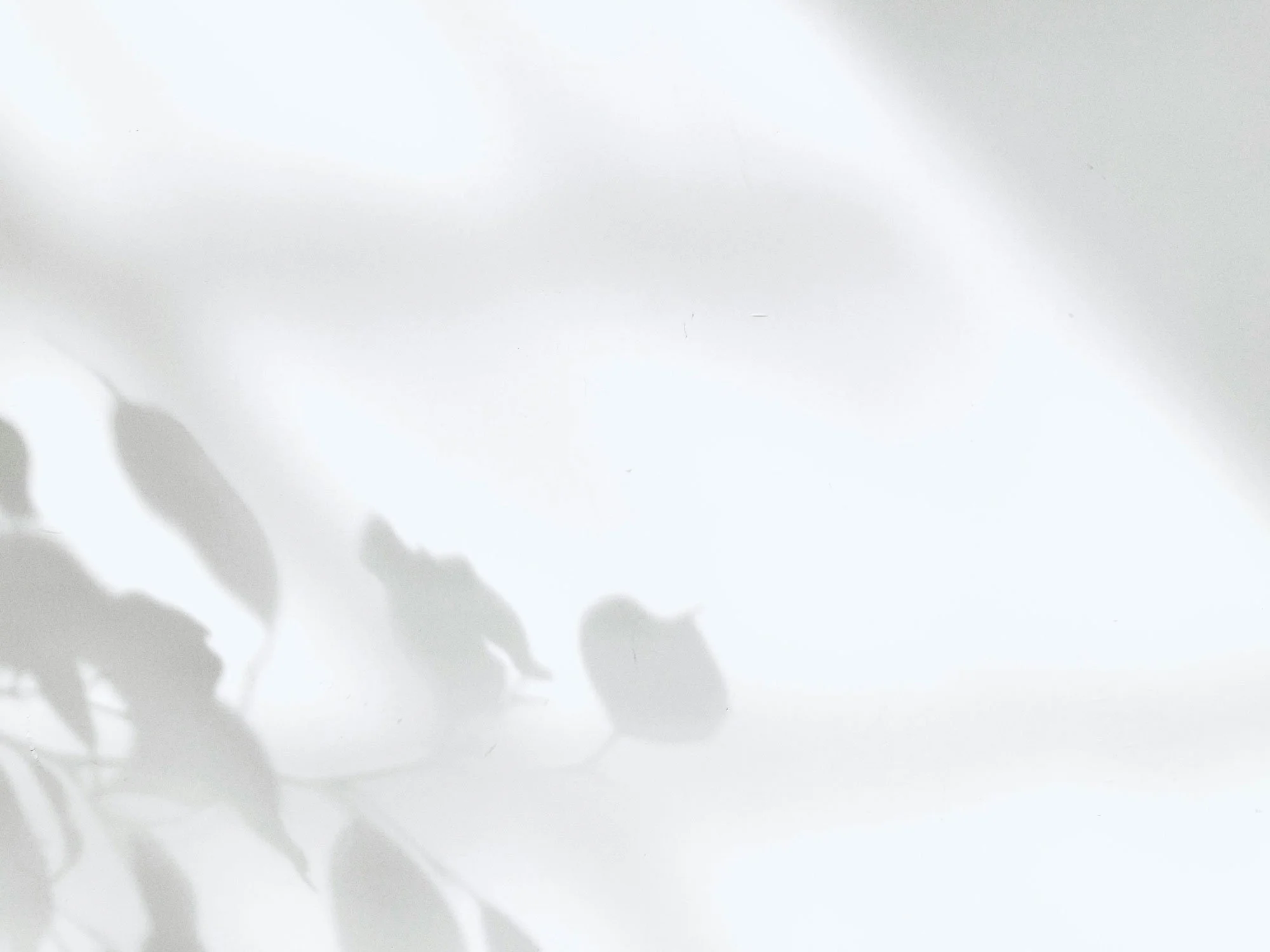 Soft shadow of leaves and branches on a white surface.