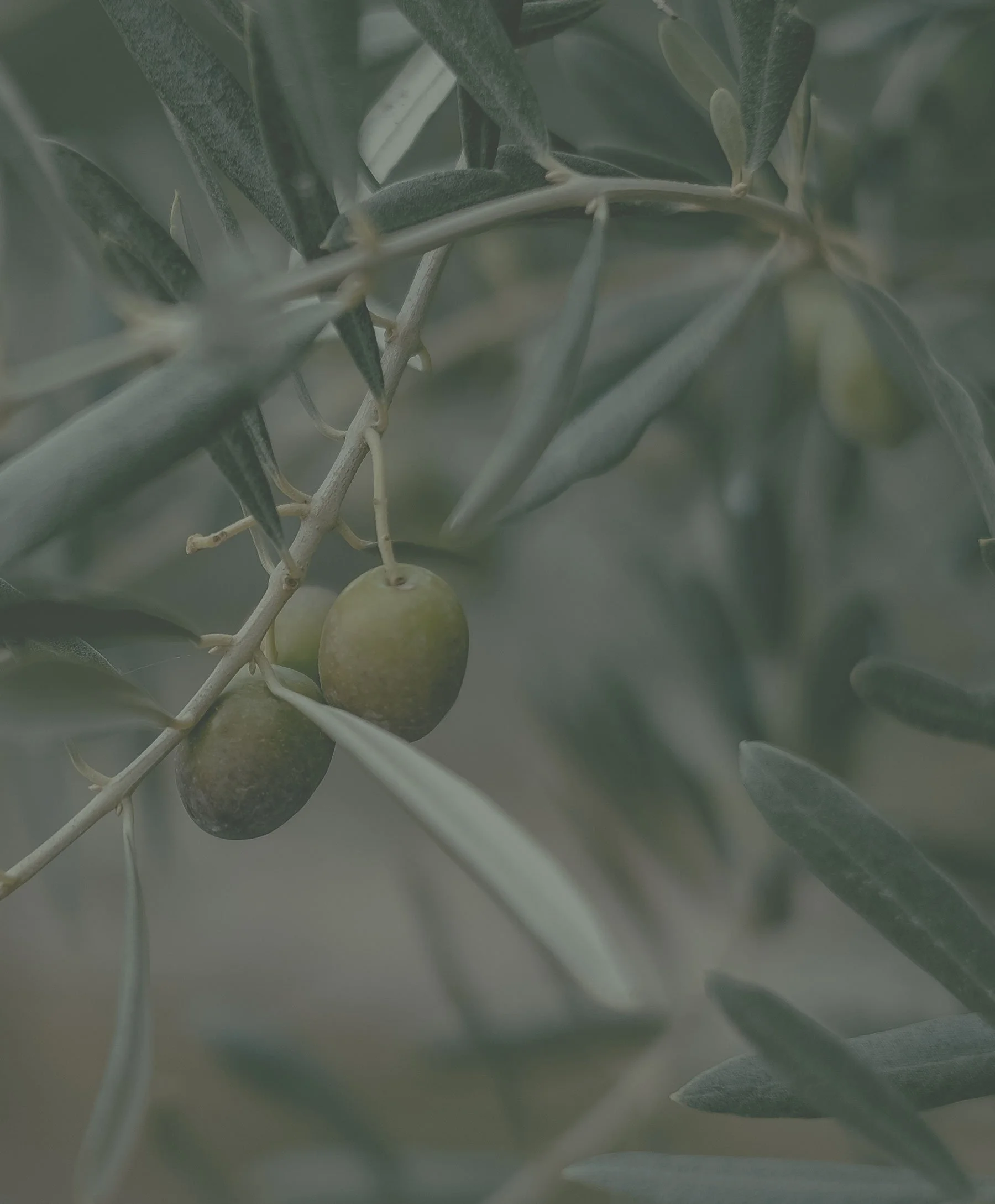 Close-up of green olives on an olive tree branch with slender, elongated leaves.