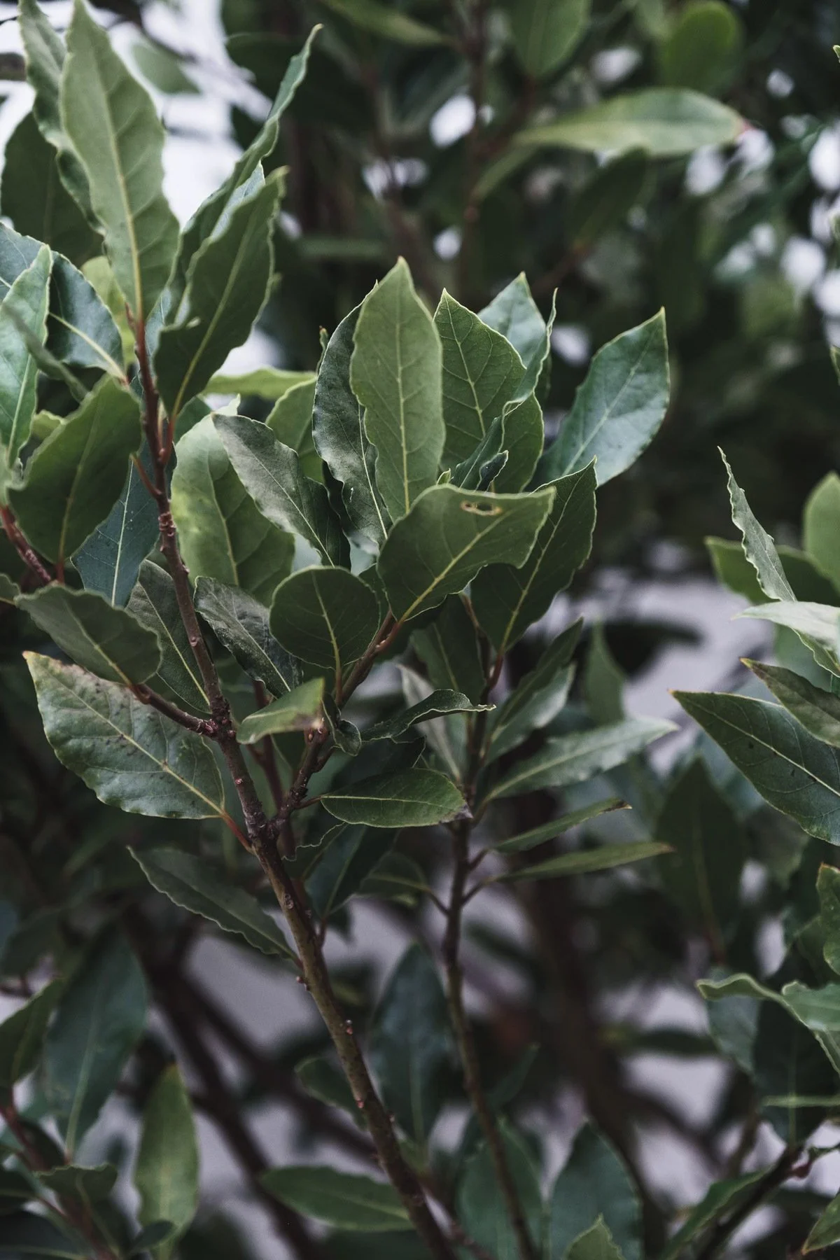 Close-up of green leaves on a shrub or tree.