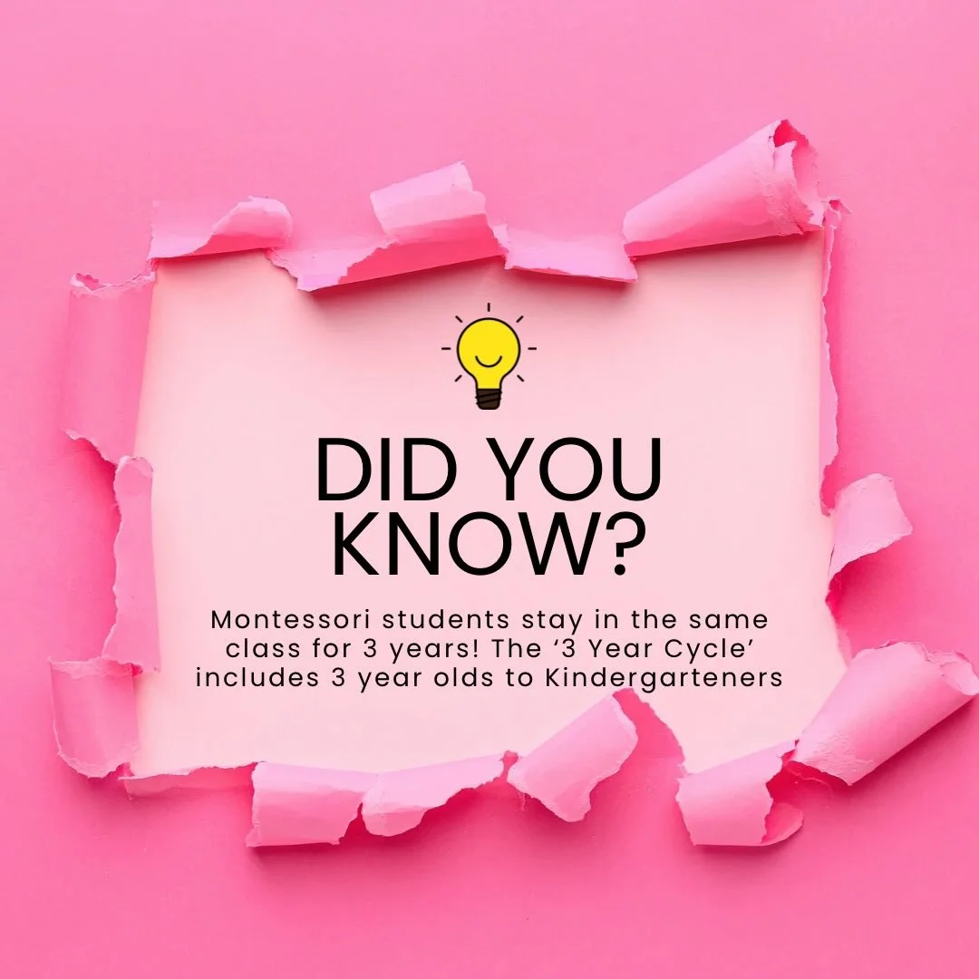 With a focus on child-led learning, the 3 Year Cycle may be one of the most special parts of Montessori to watch as a teacher and parent. Staying in the same classroom for 3 years, not only allows the teachers to truly know the students and guide the