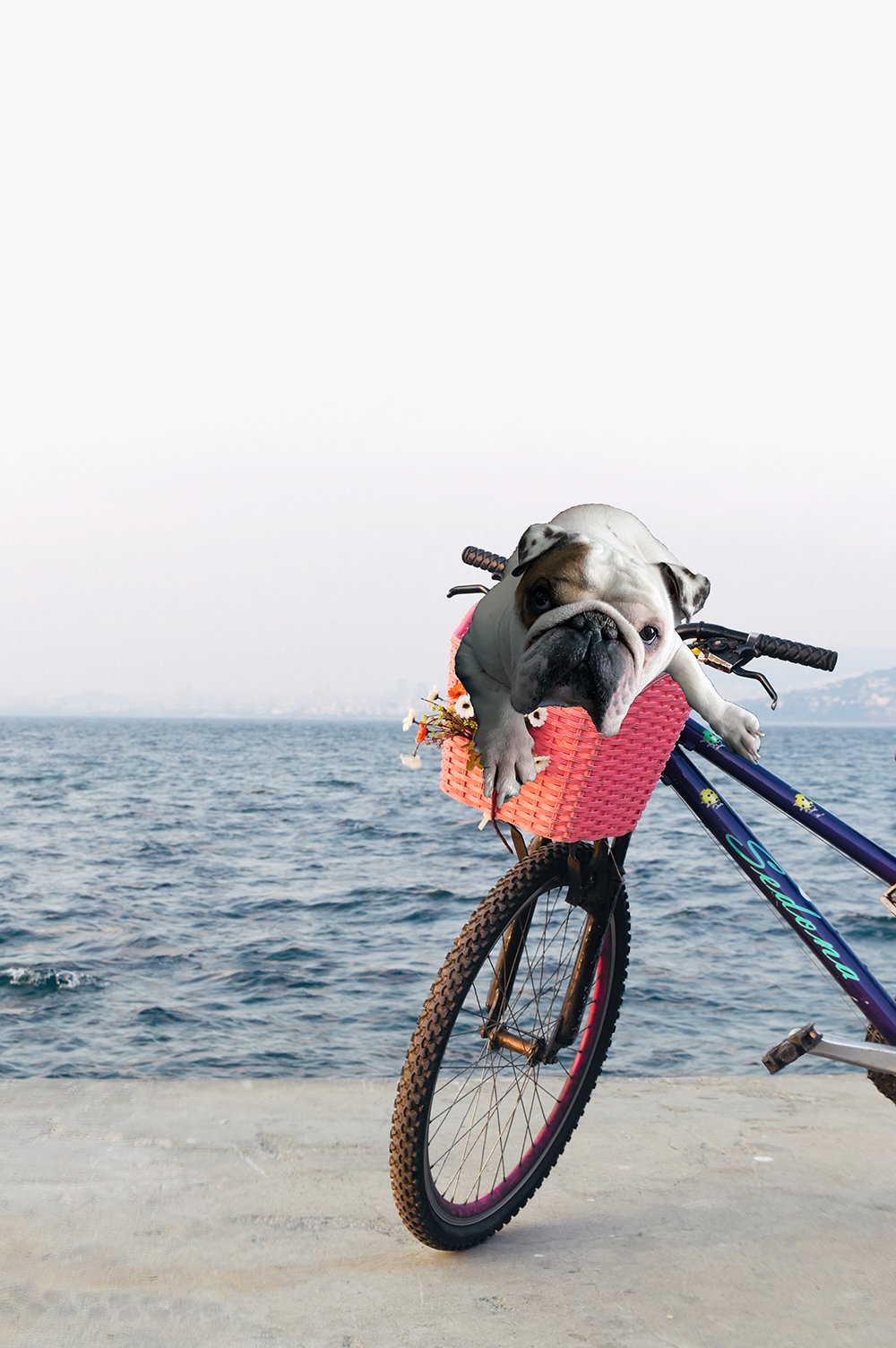 bike.jpg