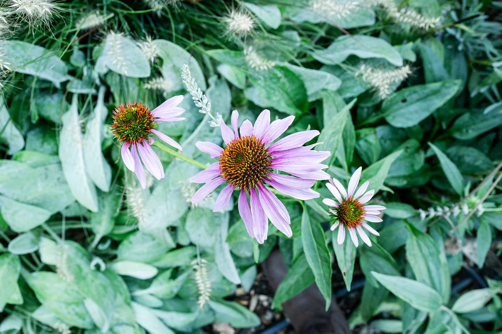 Close-up of purple coneflowers with pink petals and orange-brown centers, surrounded by green leaves and foliage.
