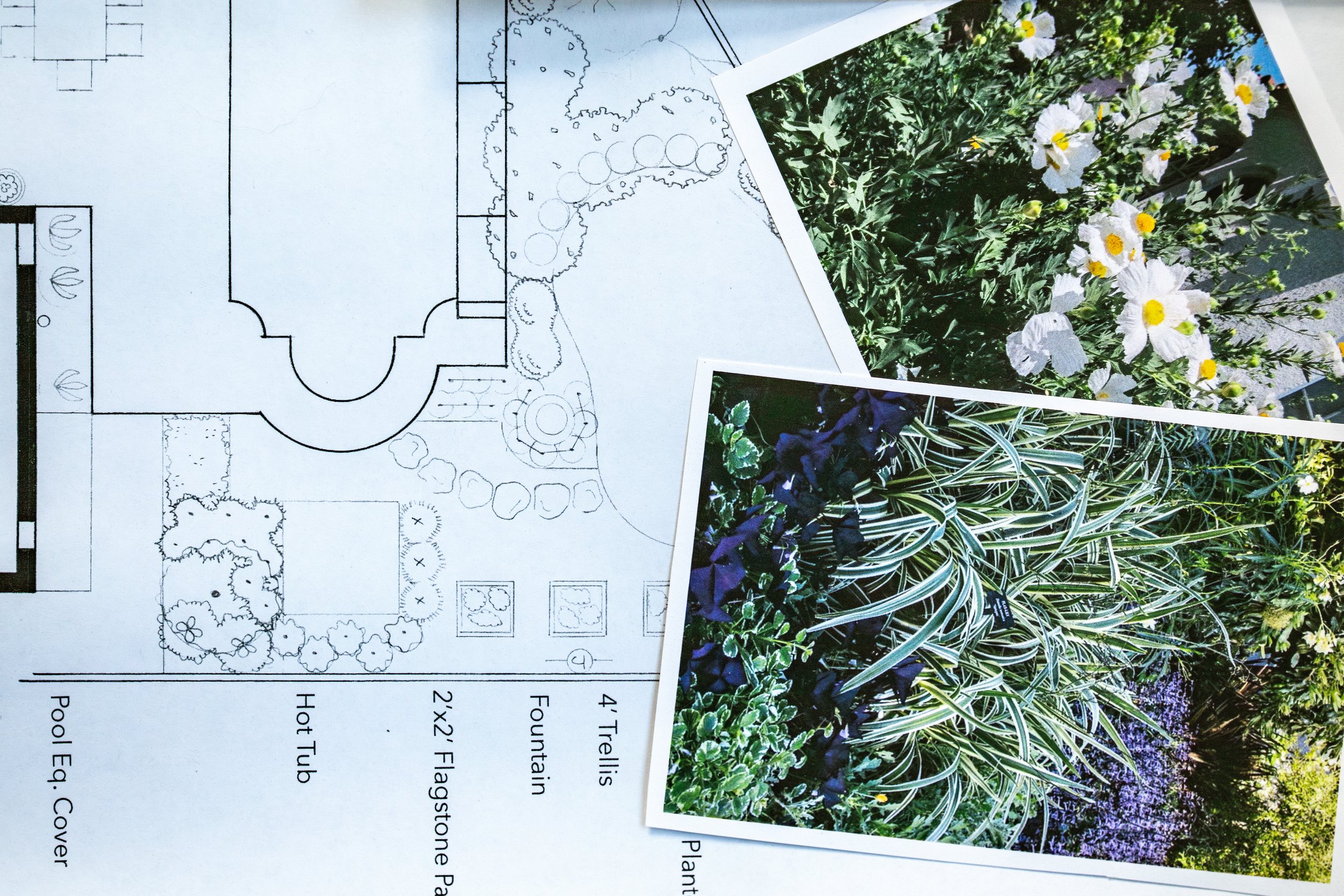 Garden landscaping plan with two printed photographs of flowering plants placed on top.
