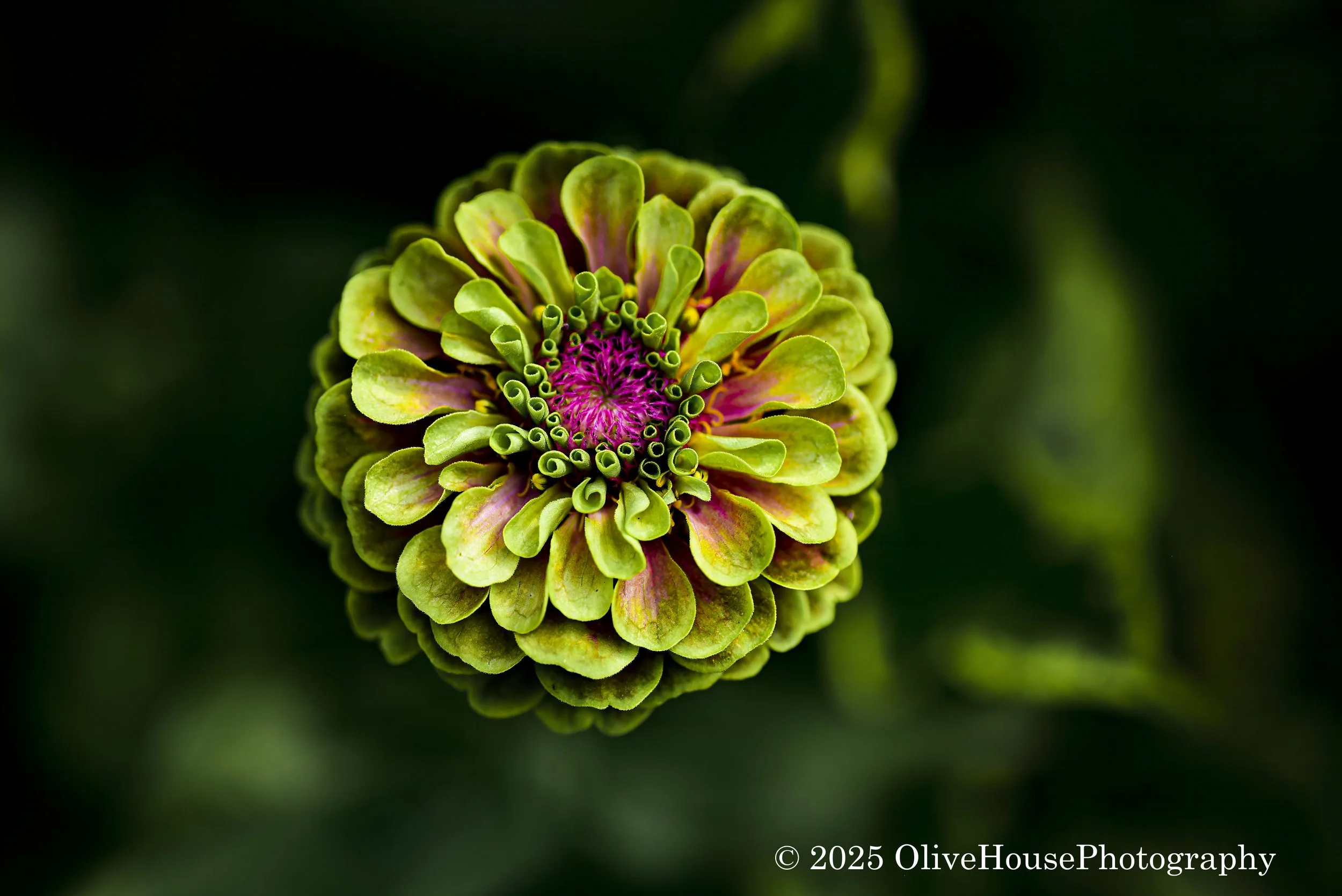 Flowers002.jpg