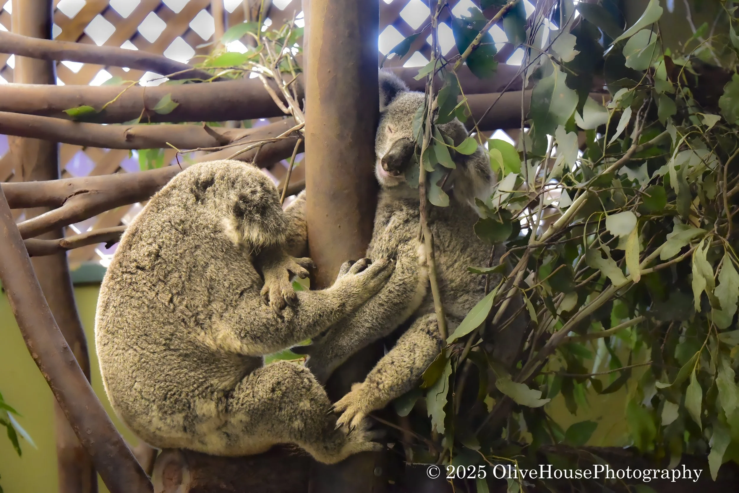 Two koalas resting in a eucalyptus tree at Featherdale Wildlife Park in Doonside, Sydney, Australia. 