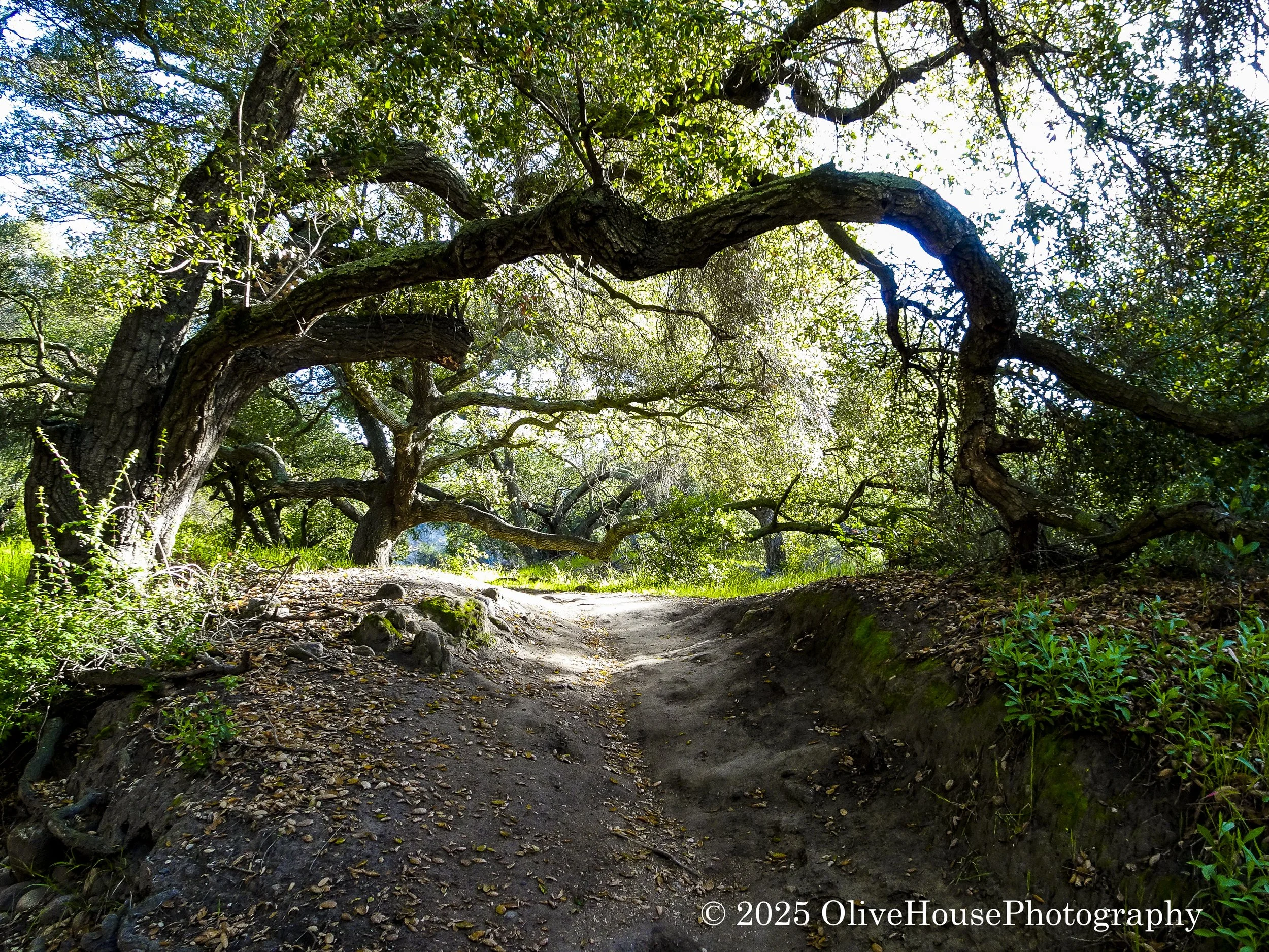 Trail017.jpg