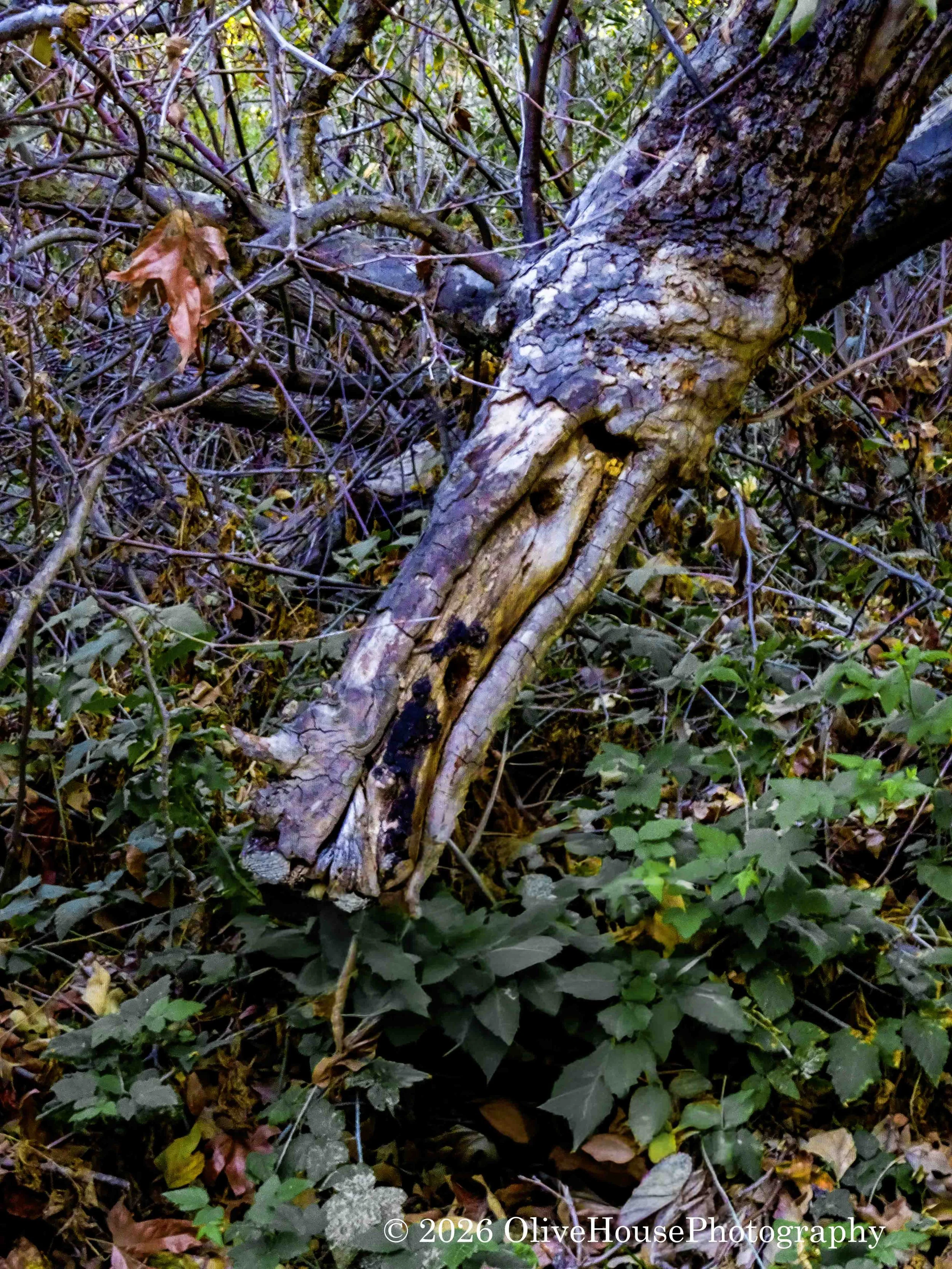 December 04, 2025   00023.jpg